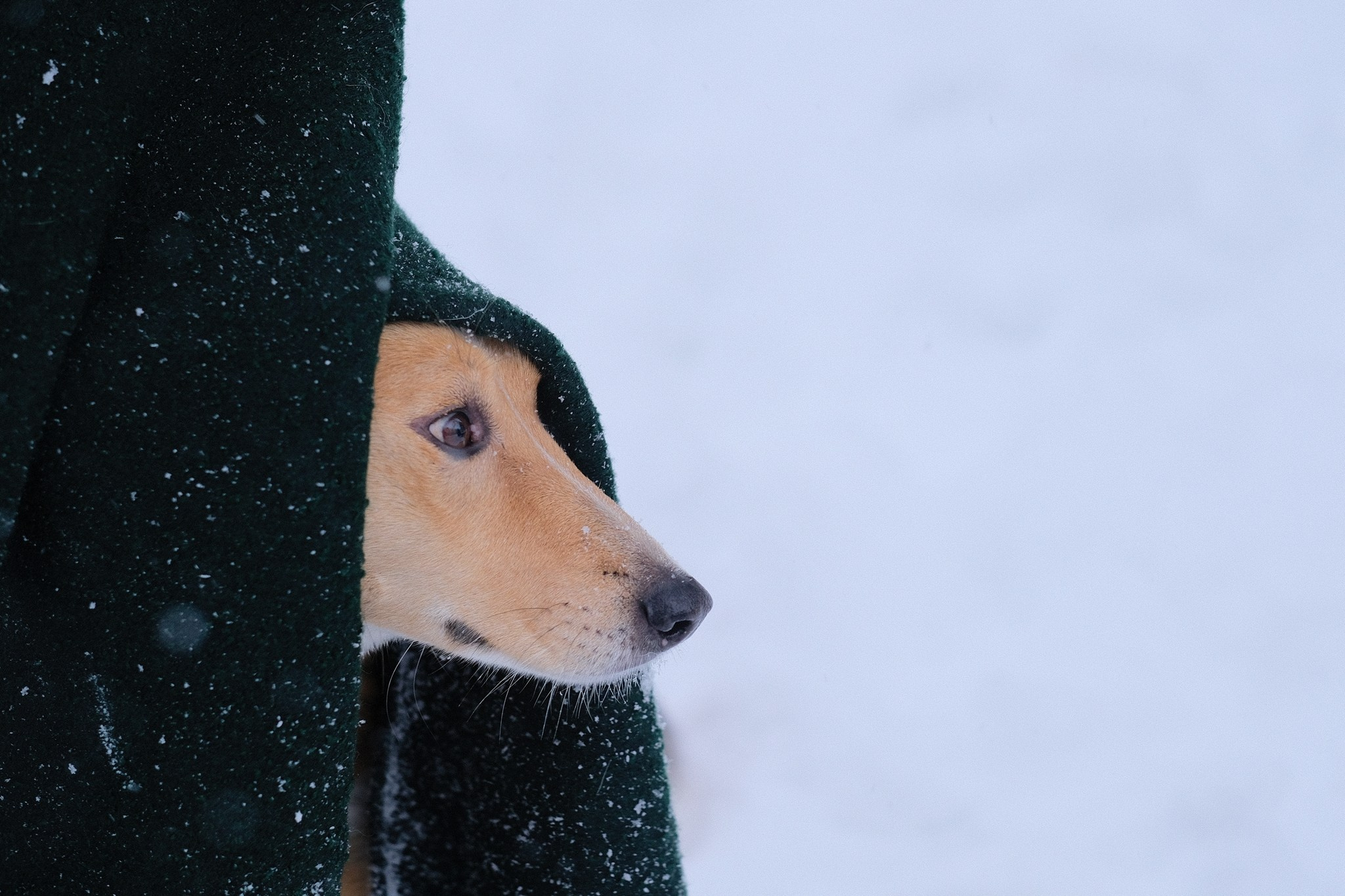 Герда, Лиса и их люди. Дмитрий Бречалов