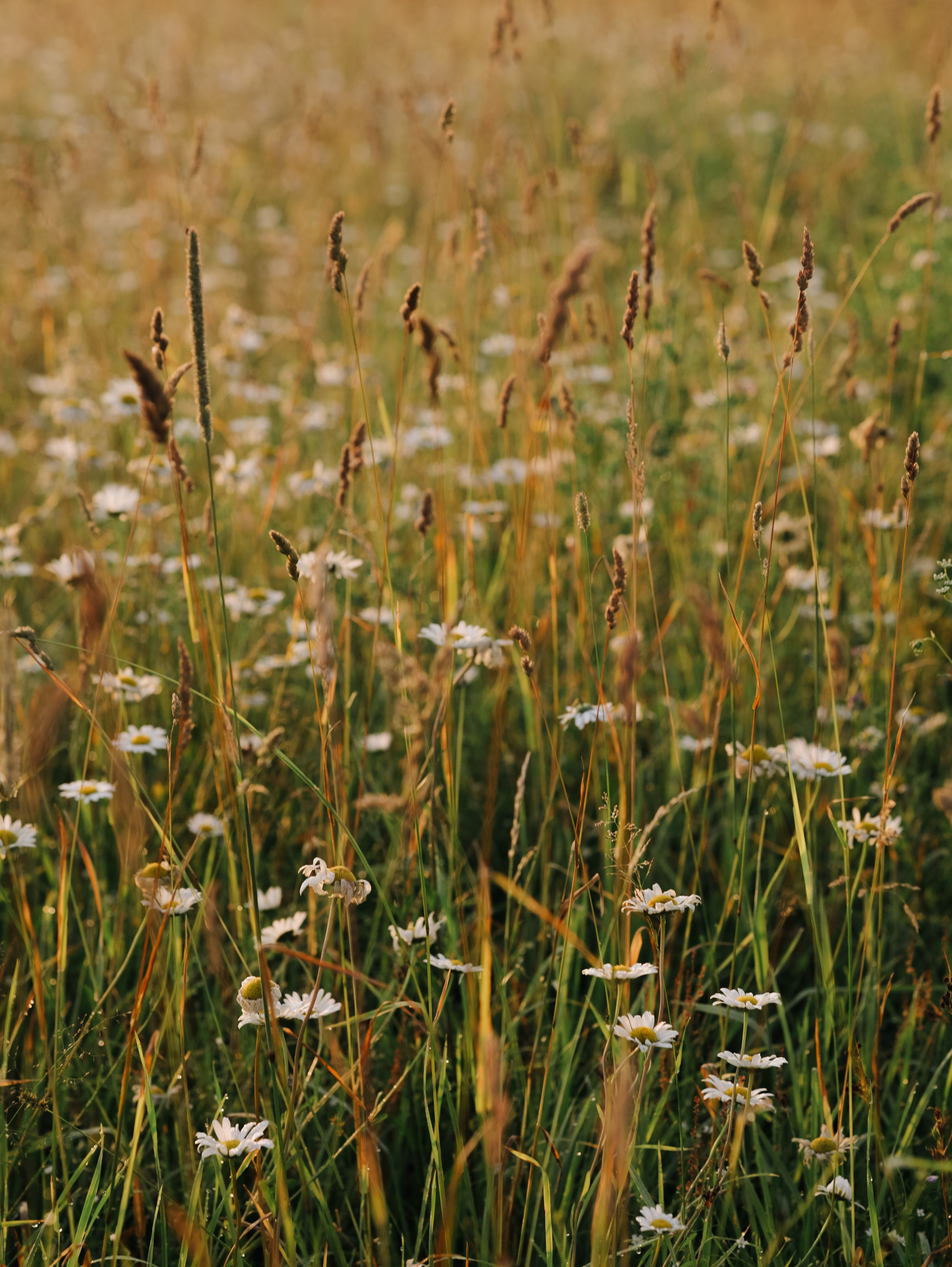 Матушка Софья. Алёна Стерхова — Предметный и портретный фотограф. Ижевск