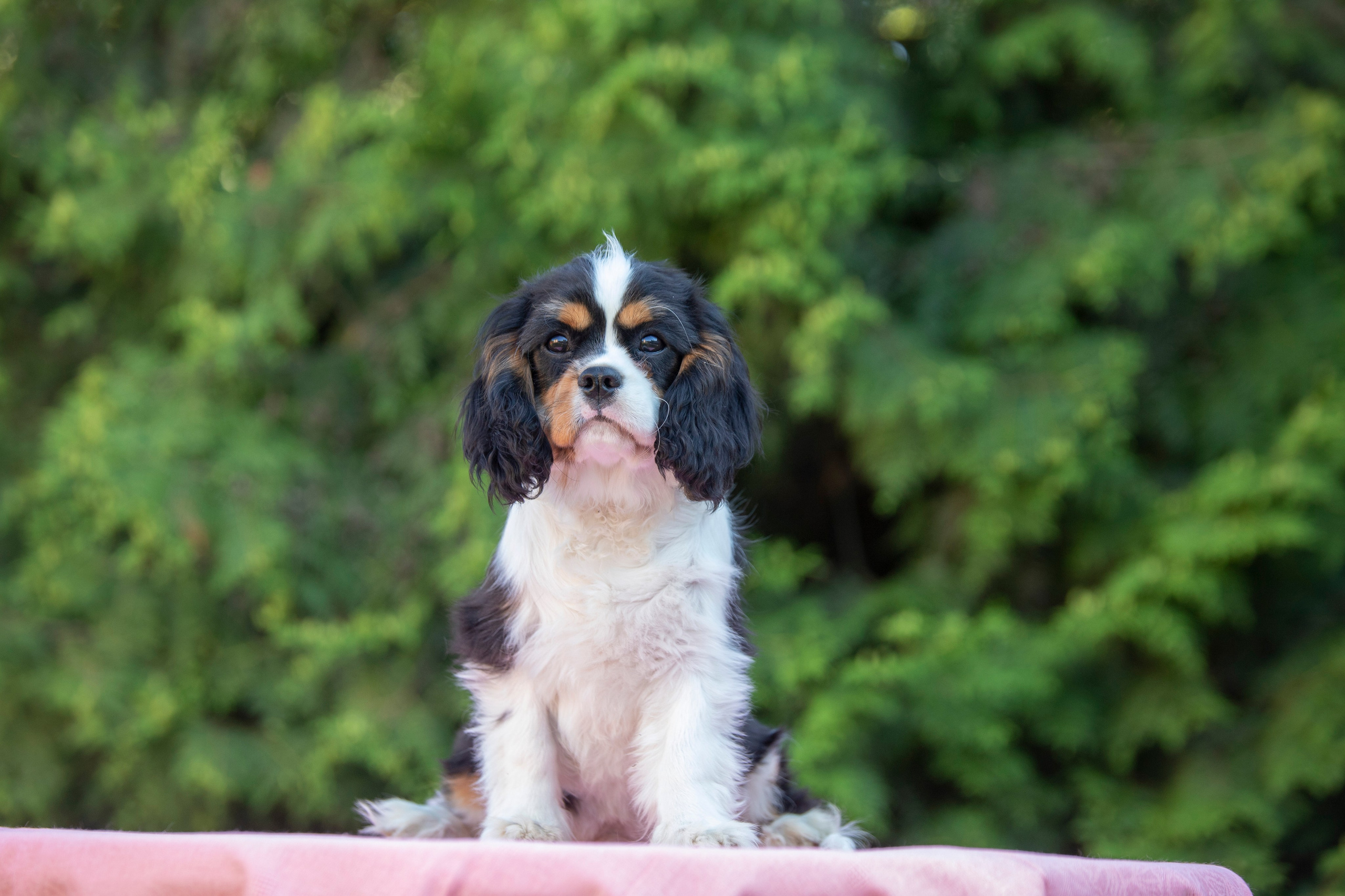 КАВАЛЕР КИНГ ЧАРЛЬЗ СПАНИЕЛЬ. Юлия Микульская. Рыбинск