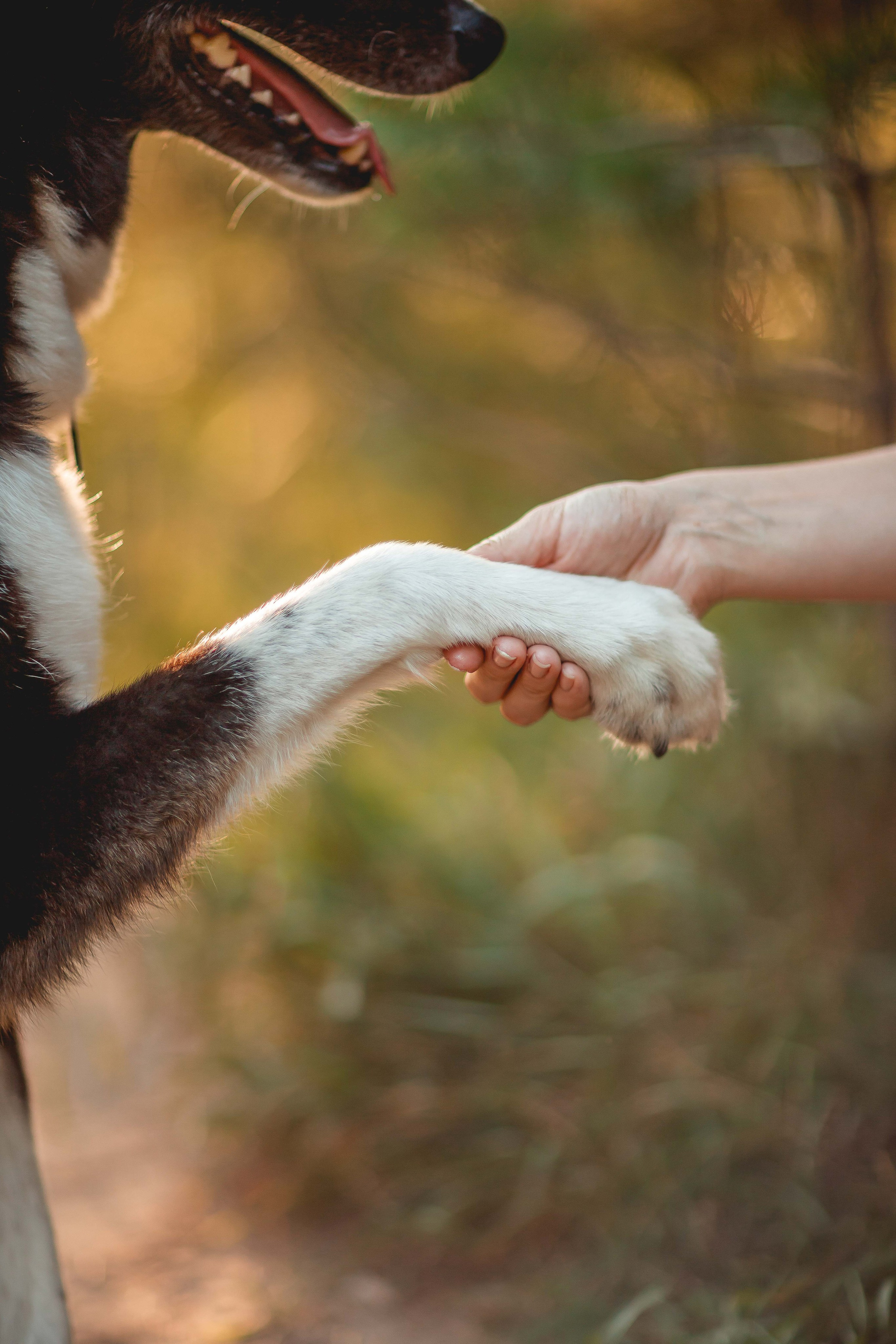 Космос и его люди. Семейный фотограф анималист Мария Крючкова