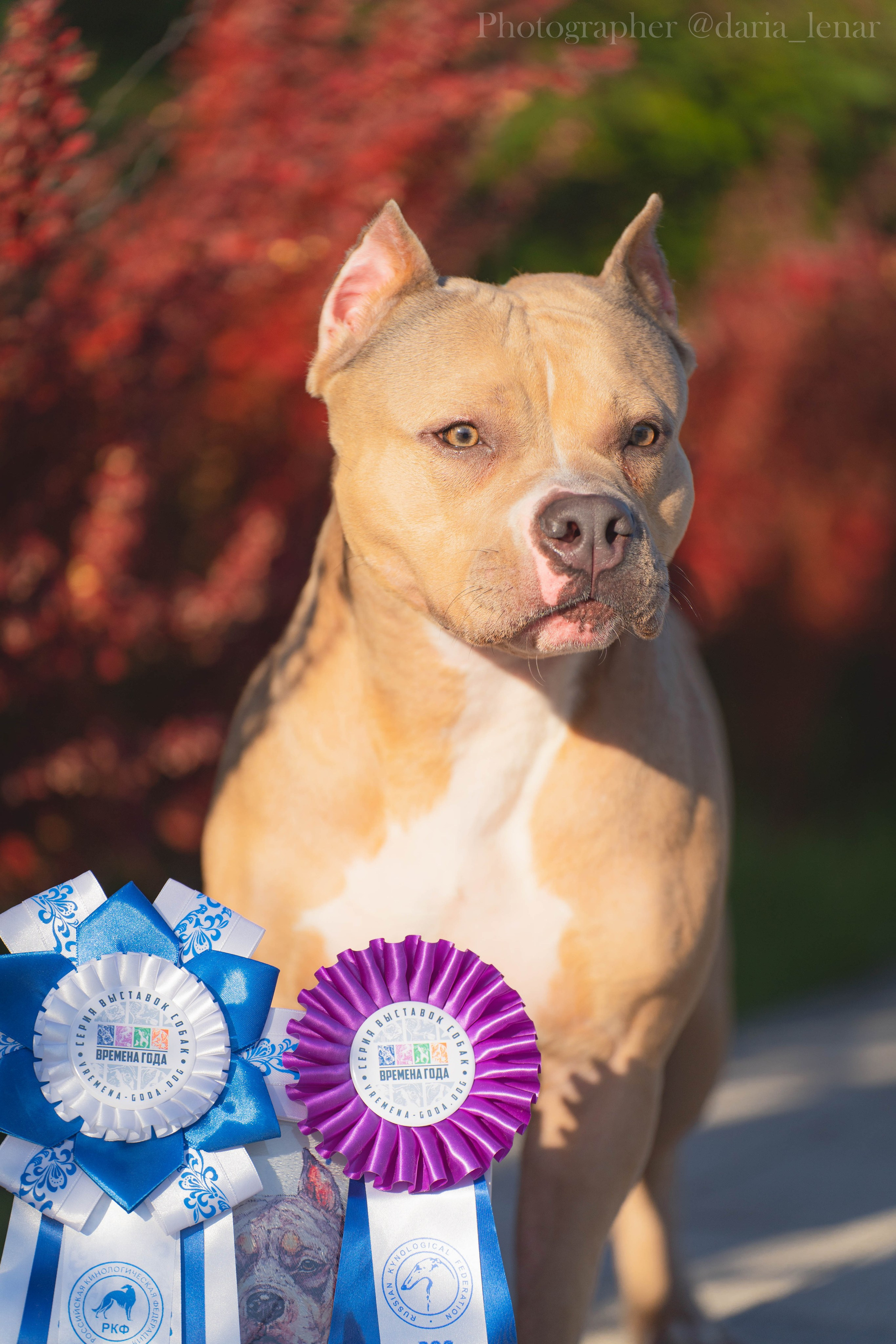 Выставки собак. Фотограф в Москве Ленарская Дарья