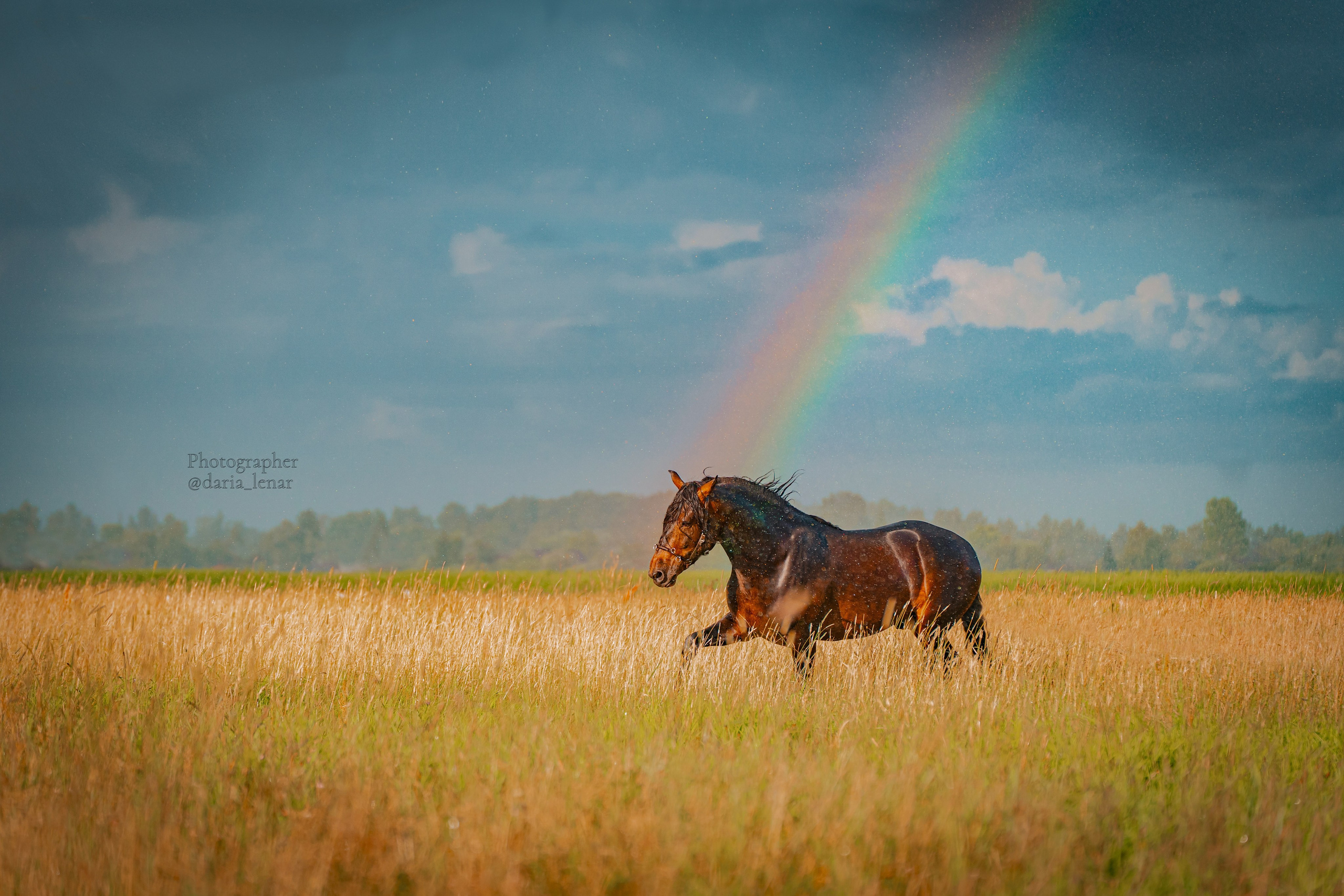 Елизавета и её конь Чеширский кот. Фотограф в Москве Ленарская Дарья