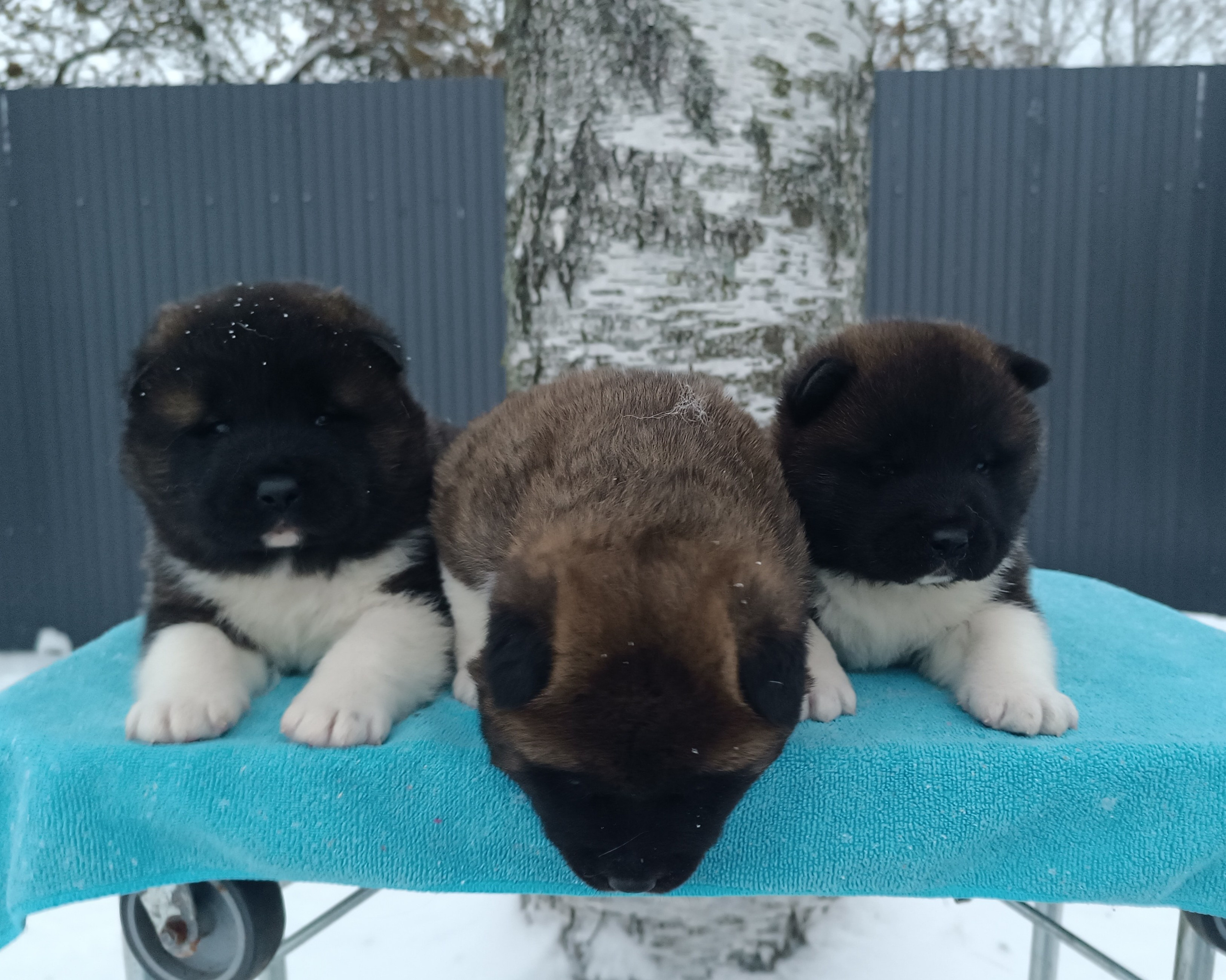 Американская акита  щенки питомник Санкт-Петербург клубные щенки Американская акита питомник RUBYLIGHT Рубилайт купить щенка американской акиты