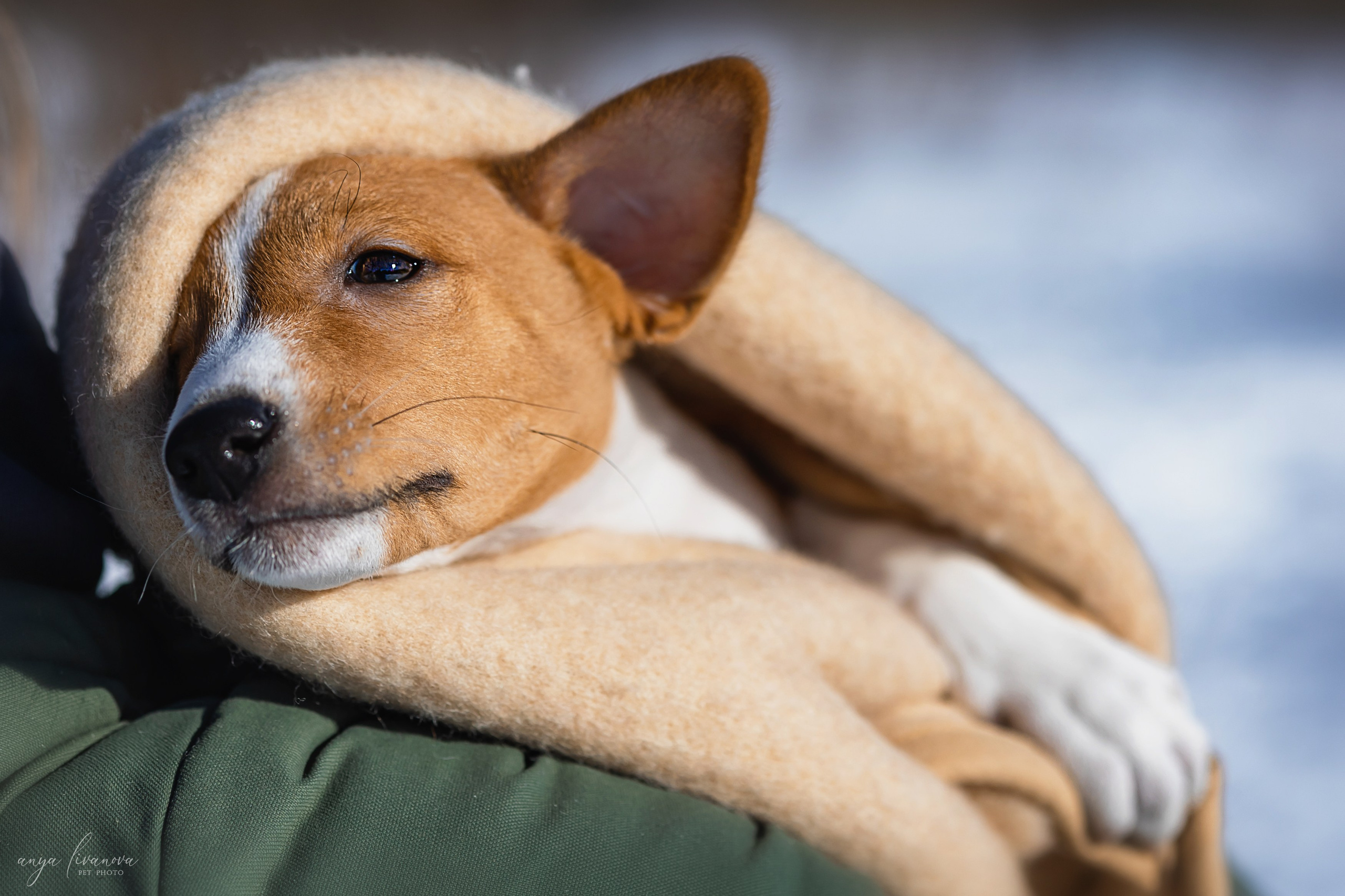 Балу. Фотограф анималист Аня Ливанова | Рыбинск