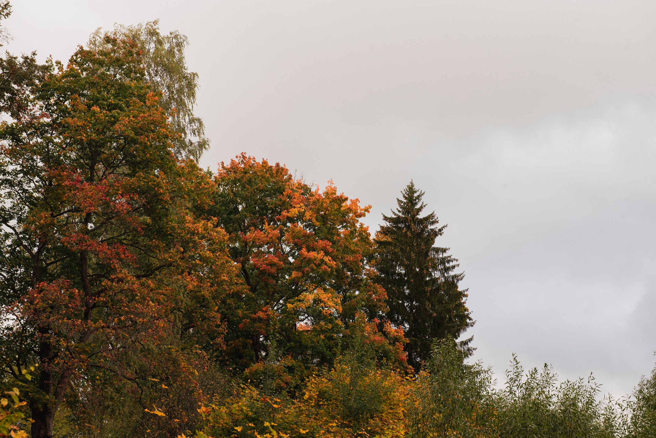 Павловский парк. Портретный и архитектурный фотограф в Москве и Санкт-Петербурге