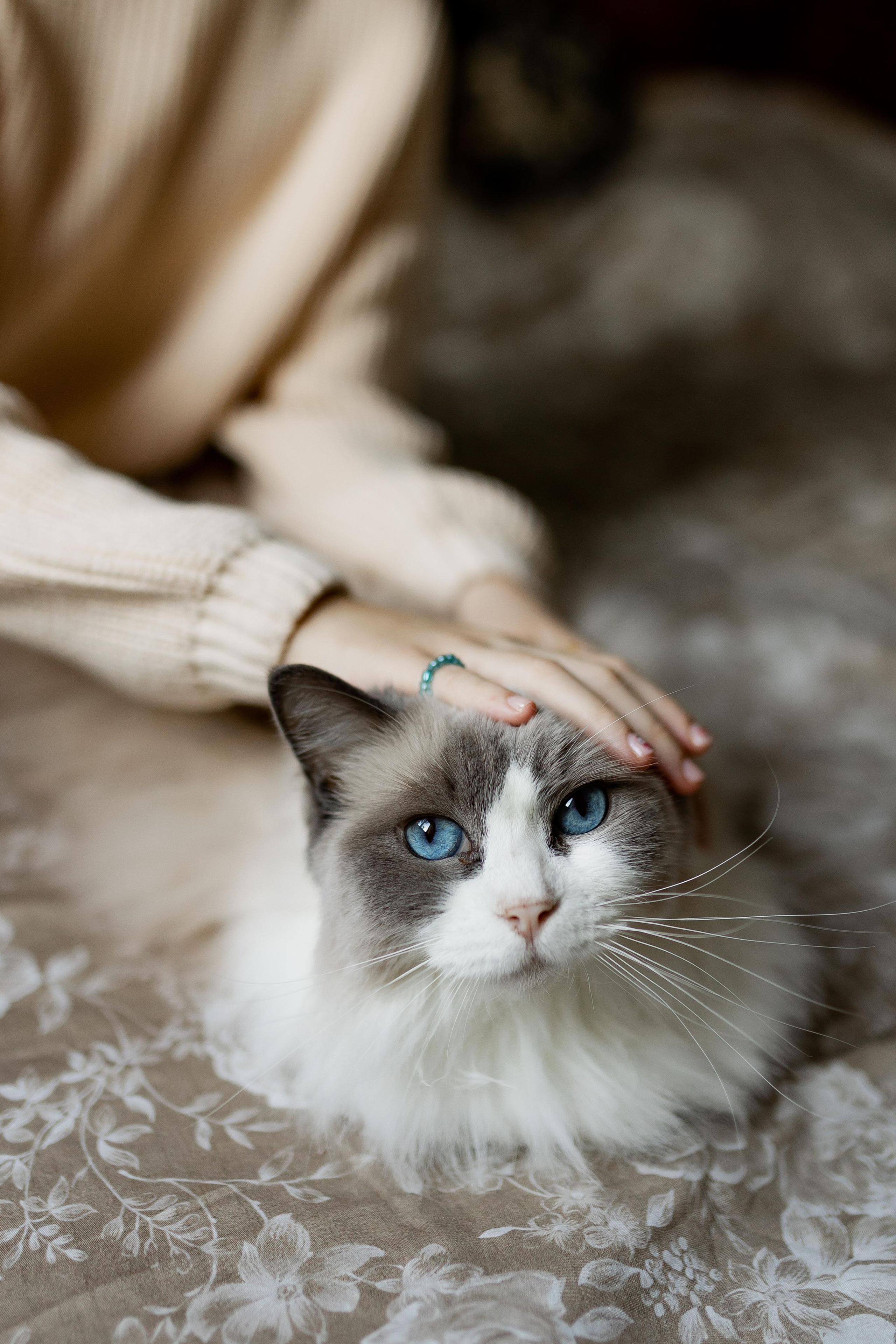 Домашняя новогодняя. Свадебный фотограф Екатерина Герк