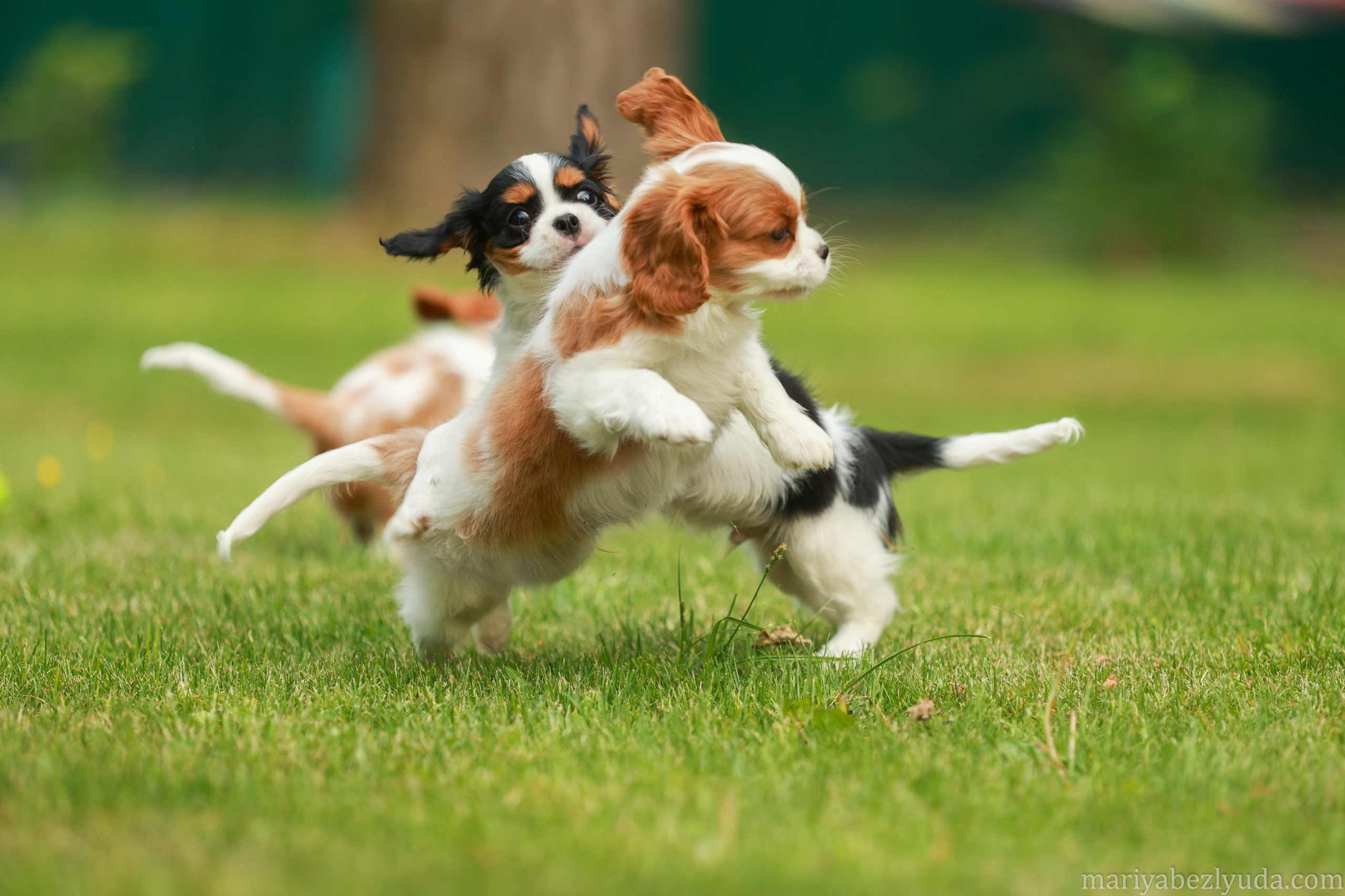 Щенки. Семейный и детский фотограф в Москве Мария Быкова