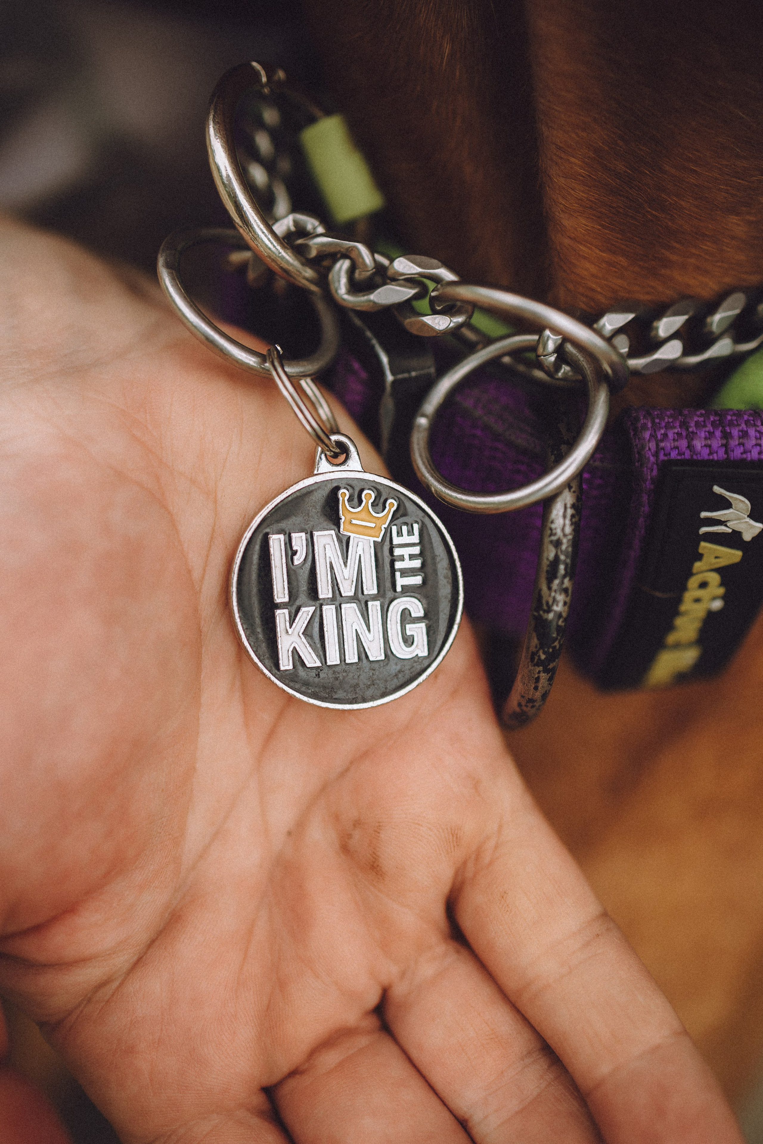 Груша, Данни, Фунтик и их семья