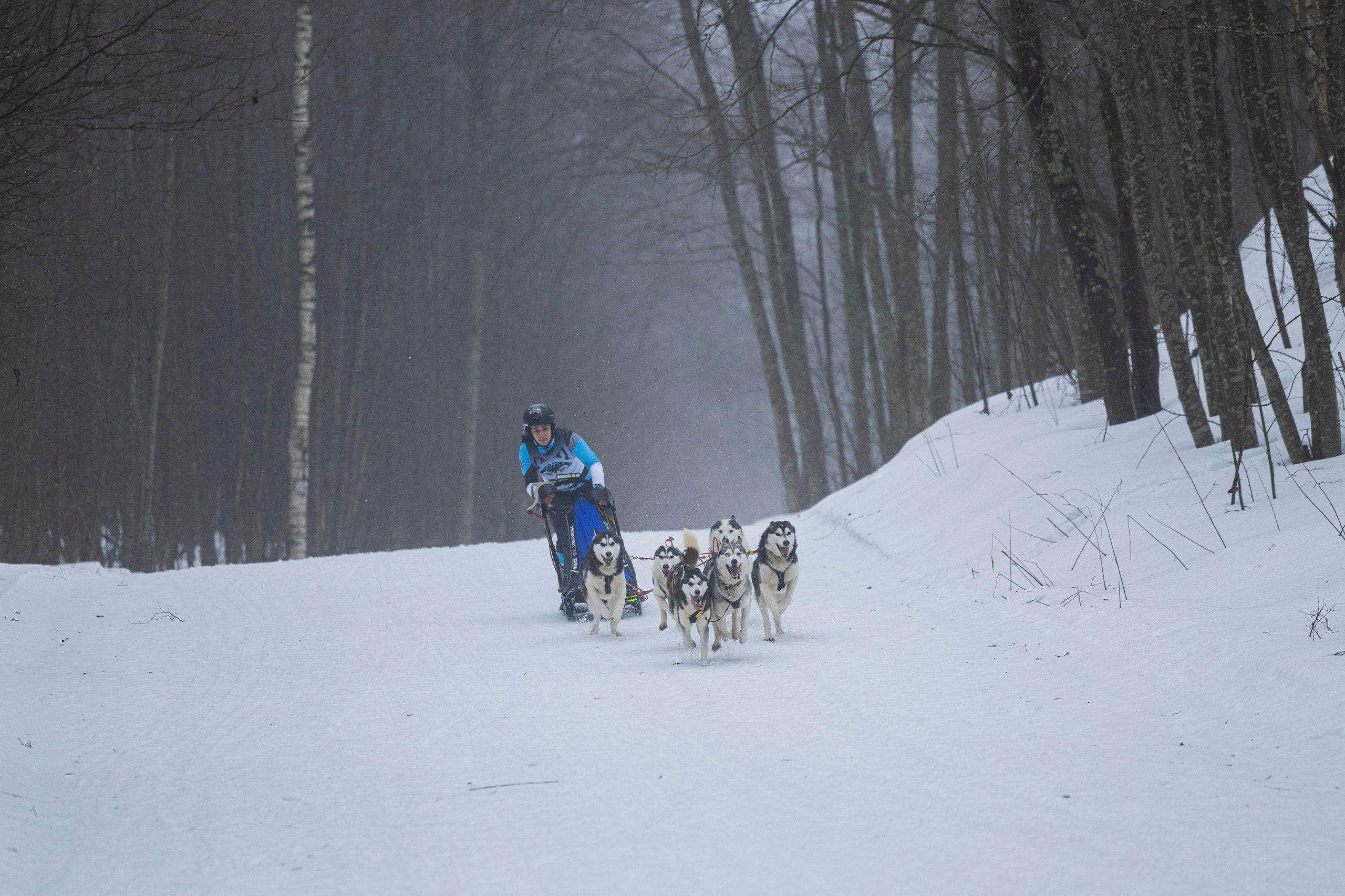 Зимний Чемпионат Санкт-Петербурга по ездовому спорту. Фотограф-анималист Анна Маринич