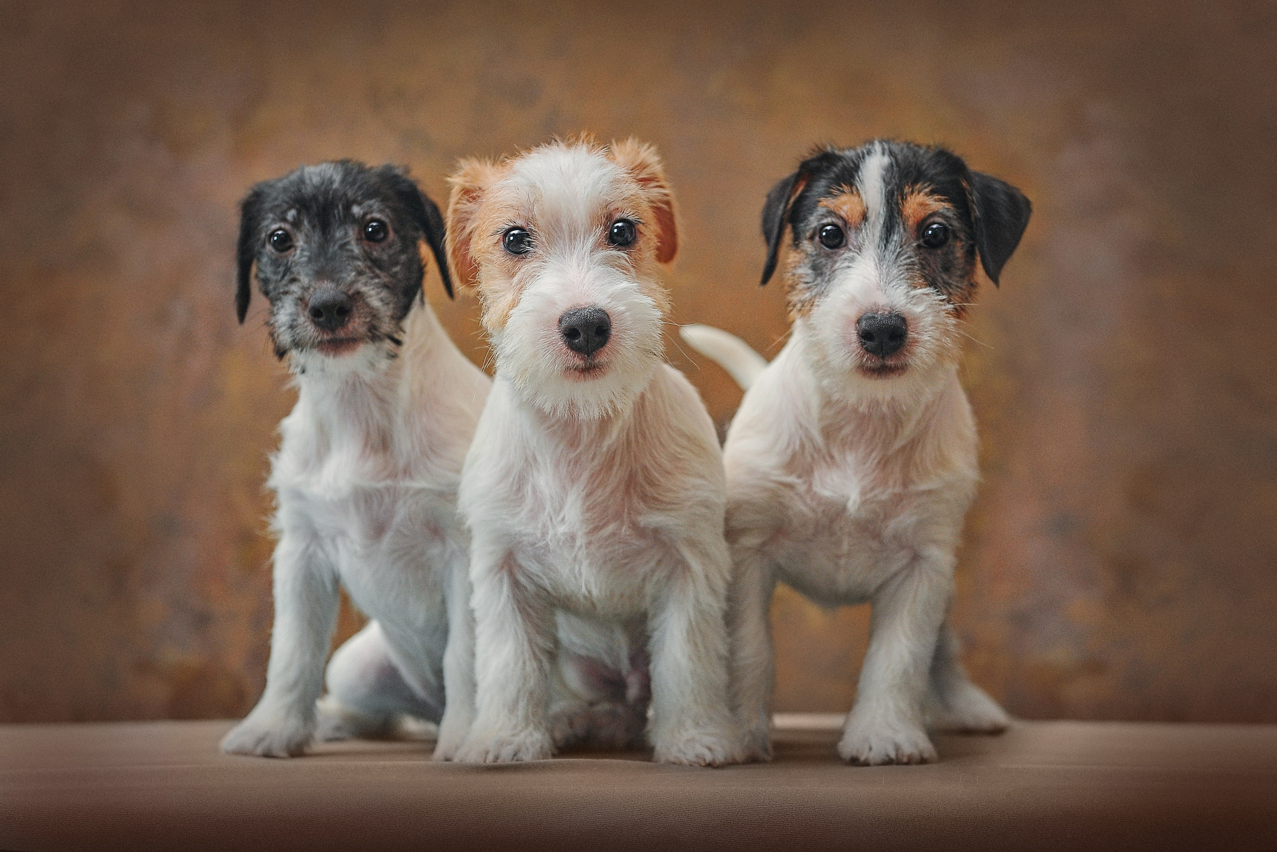 Фотосессия животных в Ижевских, фотограф животных. Детский, семейный фотограф в Ижевске и Москве Аксинья Лысенкова ADEN