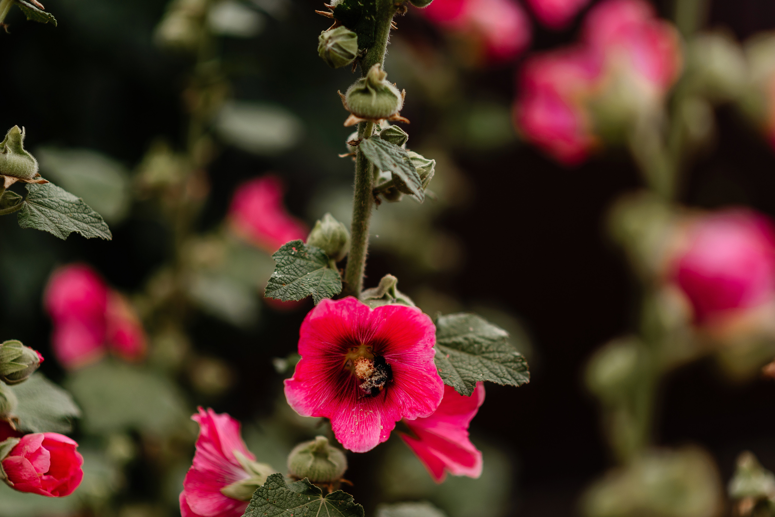 Владислав и Валерия 16 июля 2022. Свадебный фотограф в Минске и Жлобине Светлана Карпович