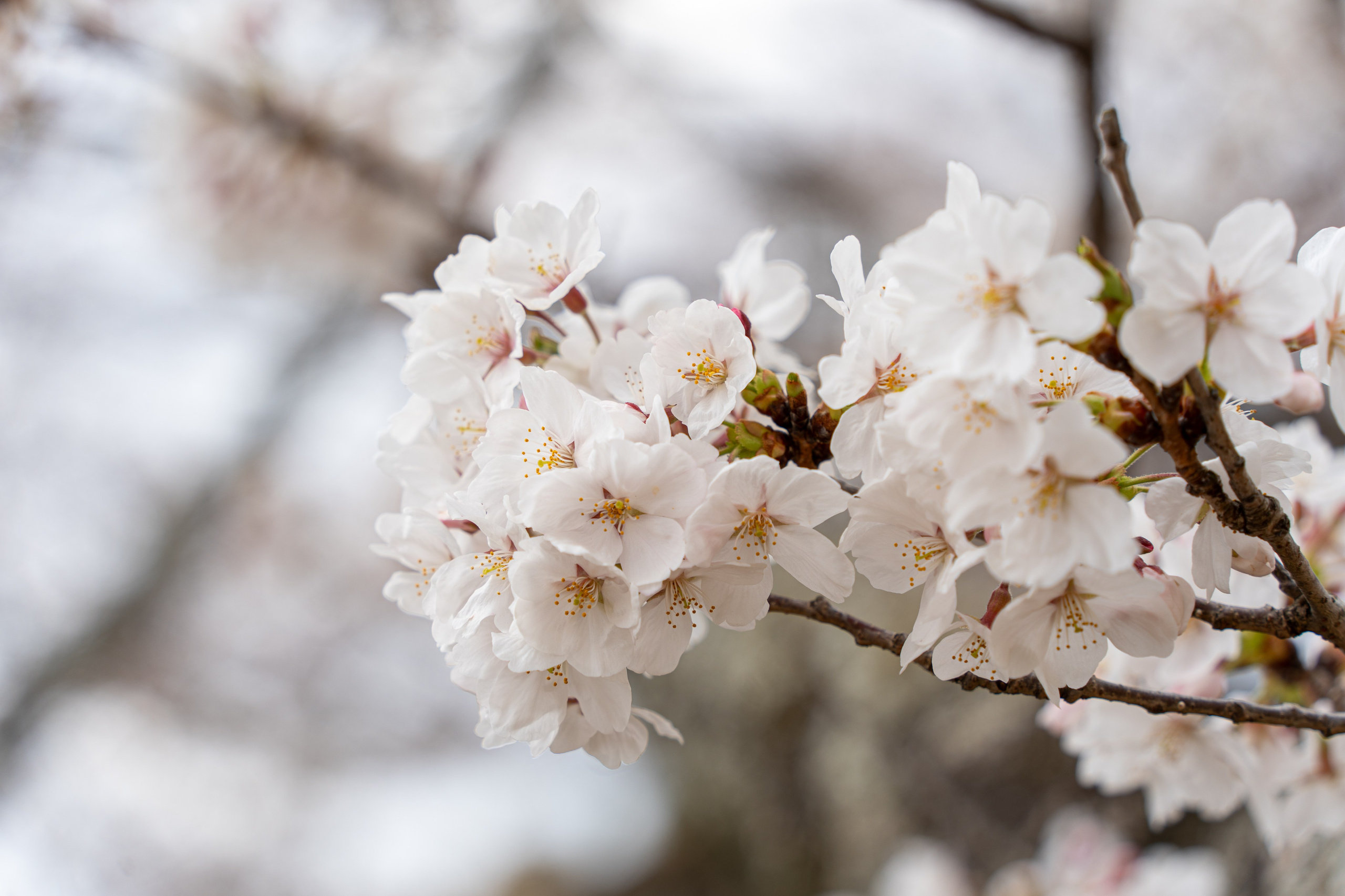 Япония, сакура. Творческие сьемки
