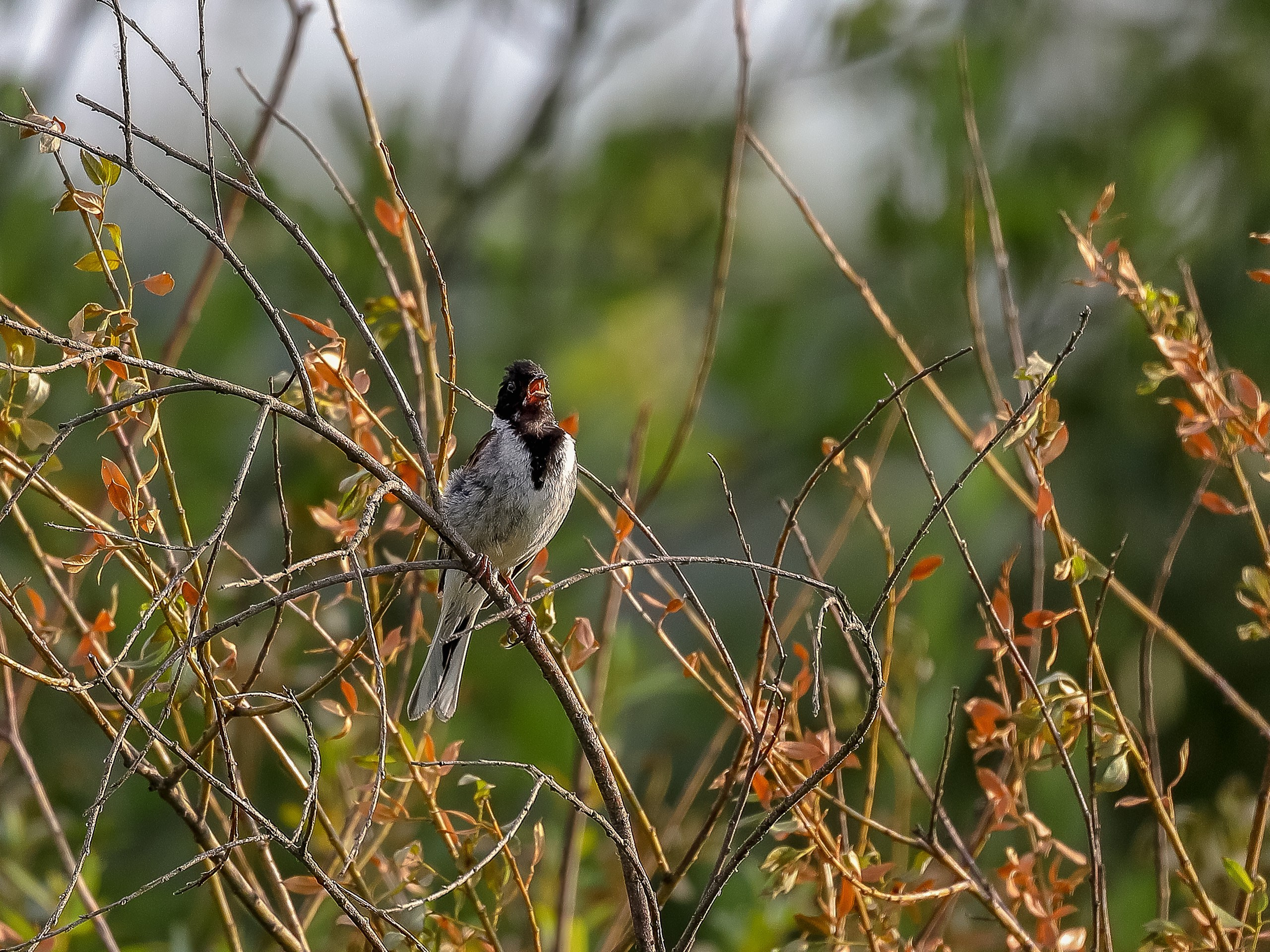 Тростниковая овсянка