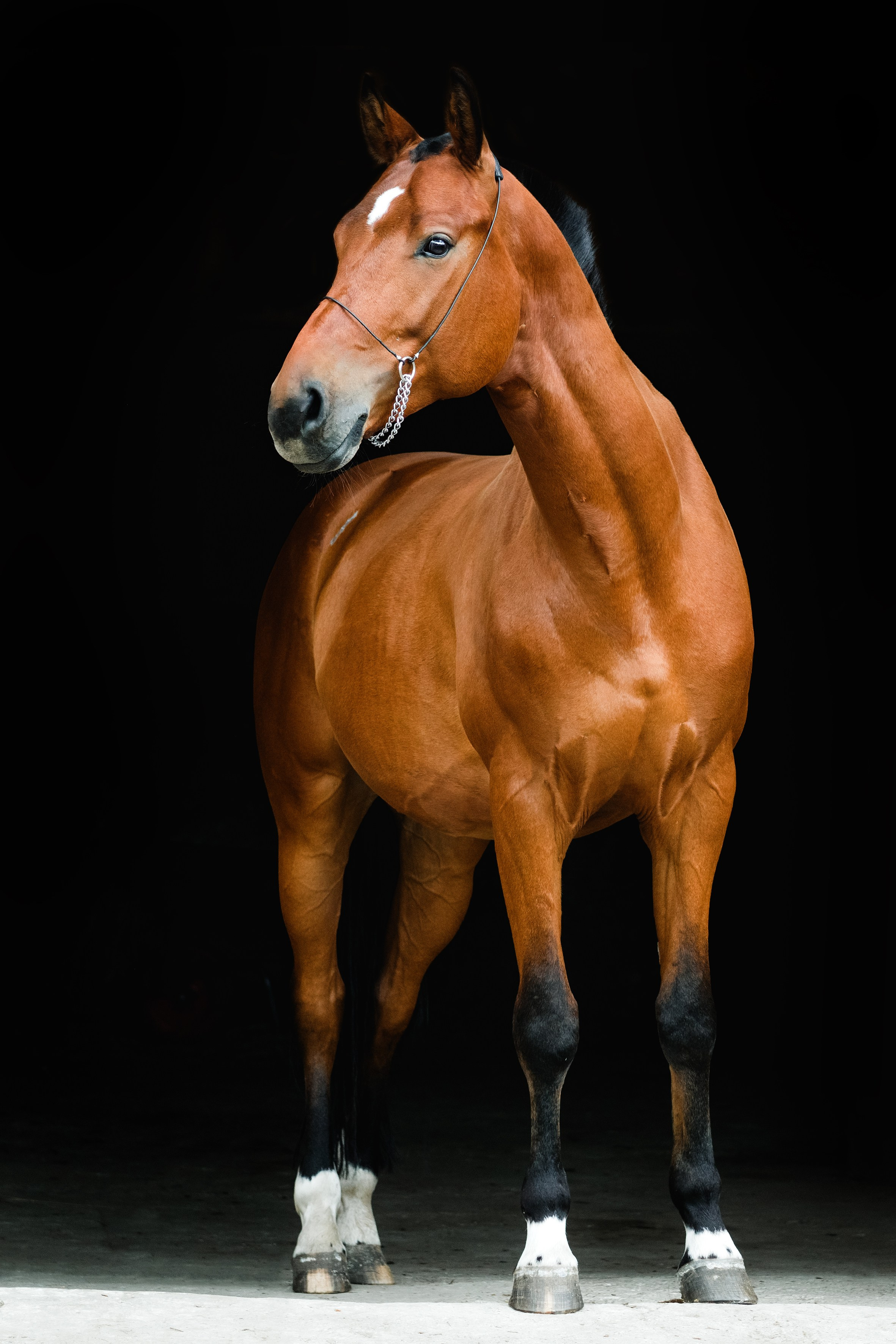 Life with horse. Saamill