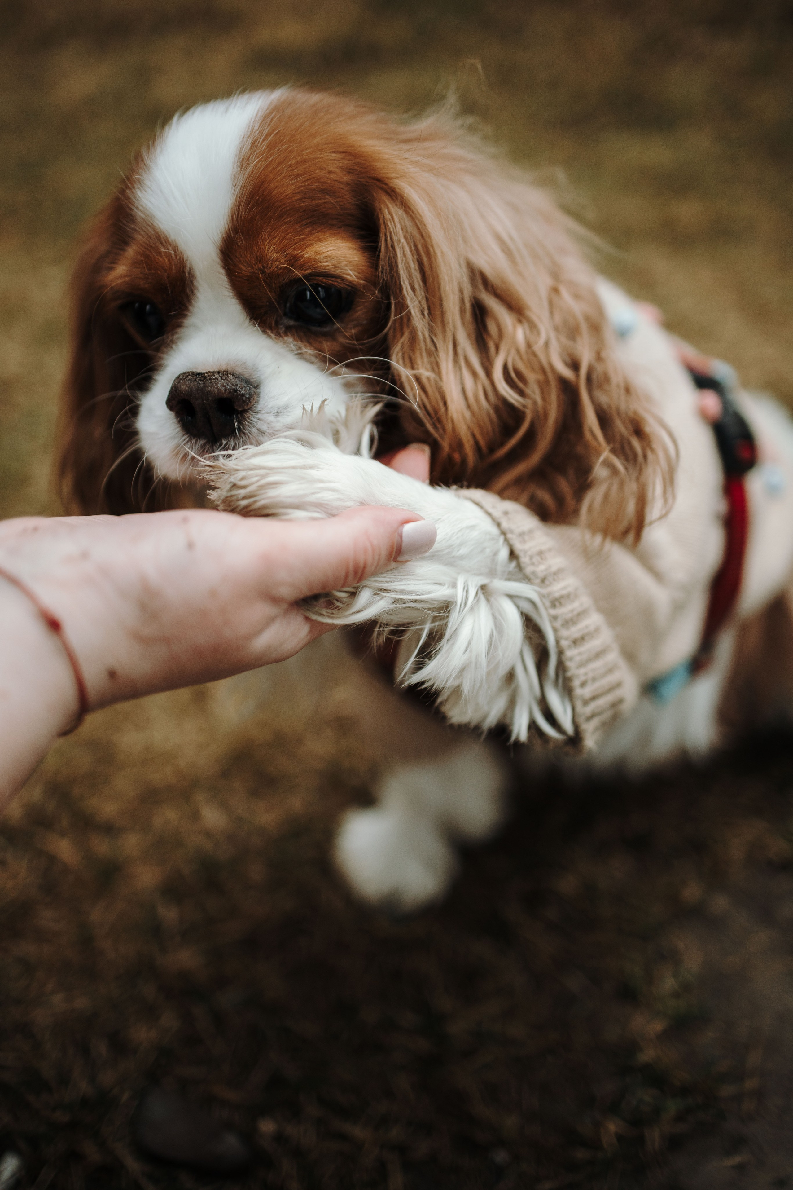 Любовь и Альтаир