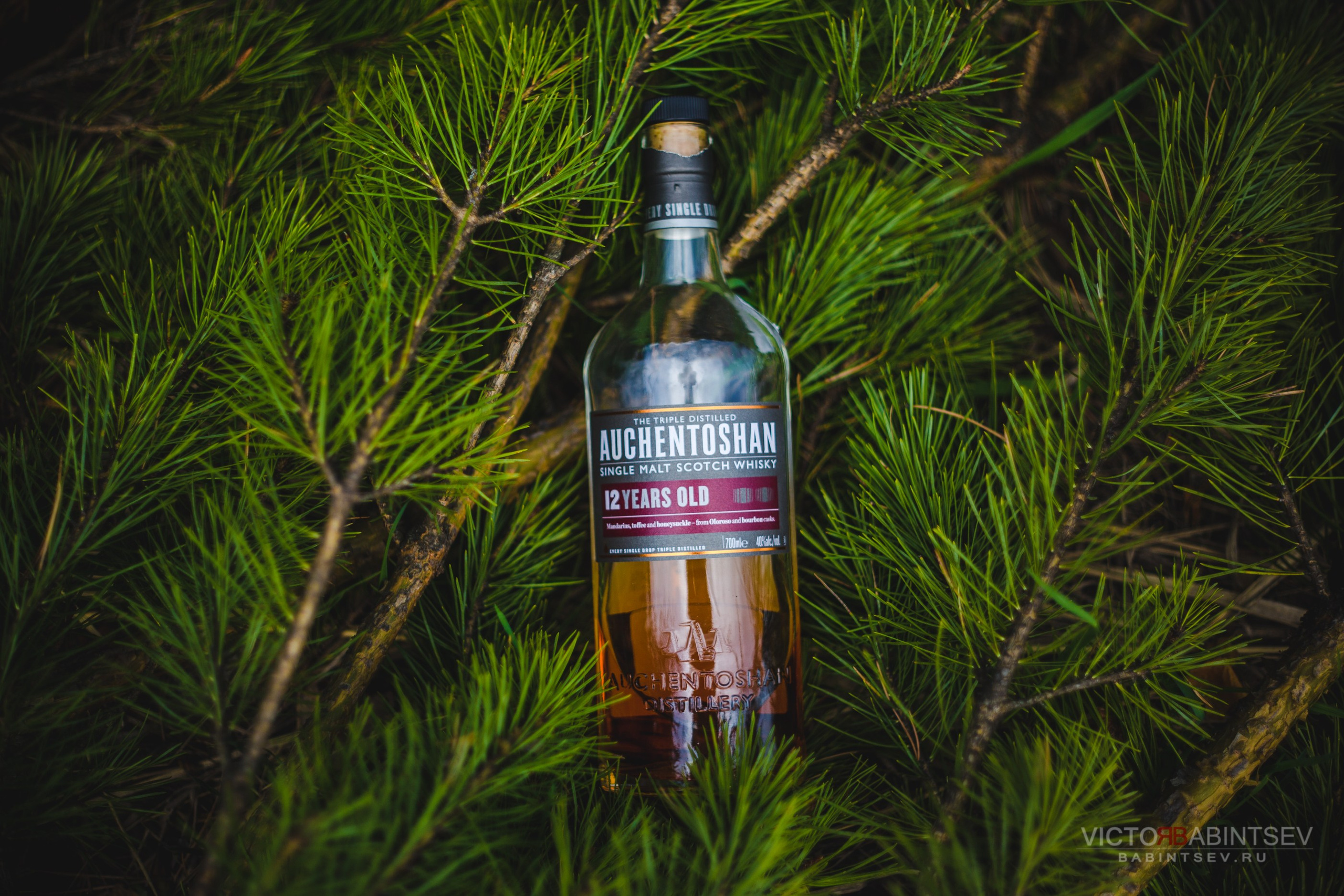 Whisky. Семейный и репортажной фотограф в Красноярске и Москве Виктор Бабинцев