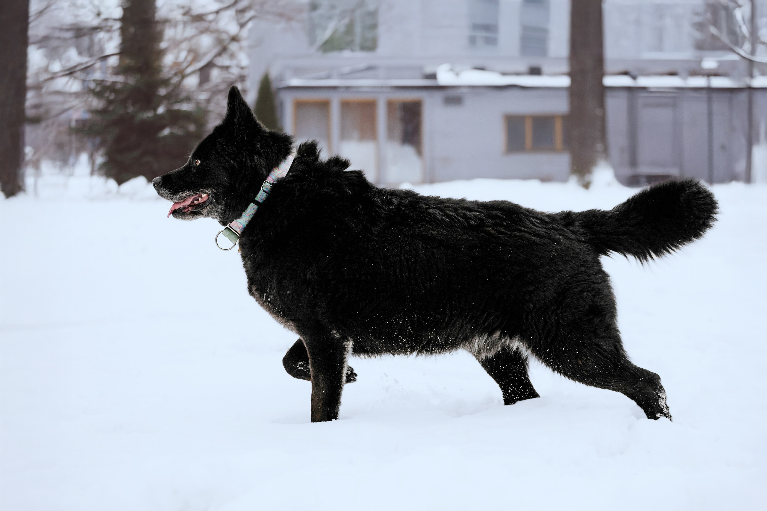 Собаки из приюта Дубовая роща зима. Фотограф-анималист Татьяна Степанова
