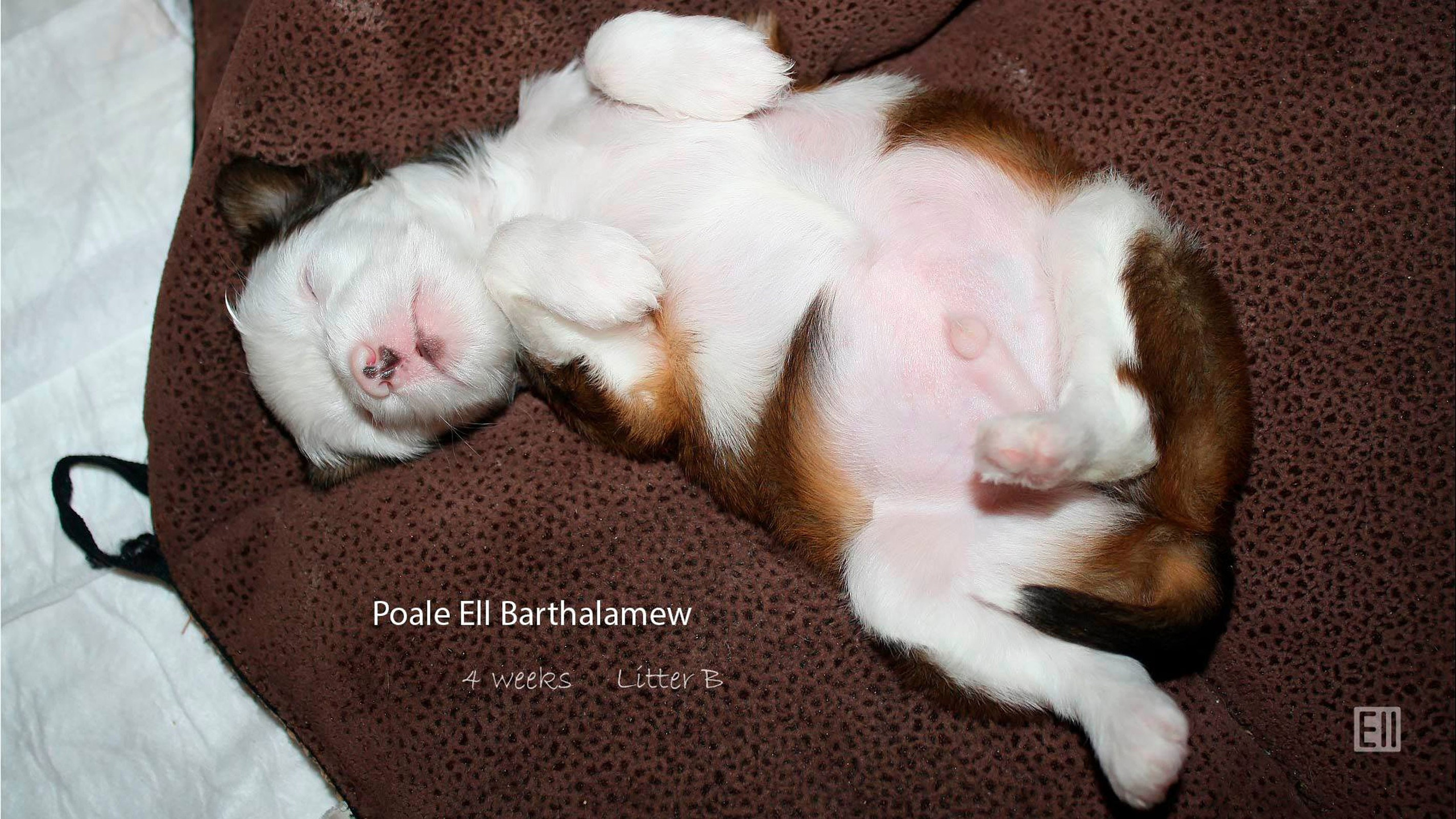 Poale Ell Barthalamew. Chinese Crested Dog Kennel Poale Ell