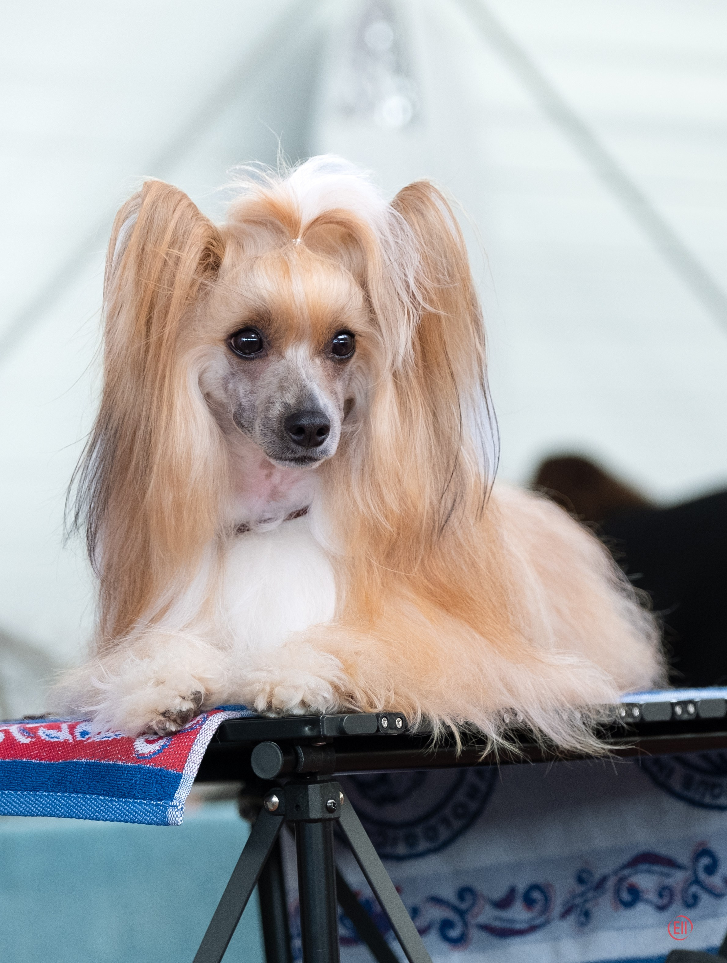Poale Ell Veles. Poale Ell Chinese Crested Dog Kennel: Buy a puppy from the kennel