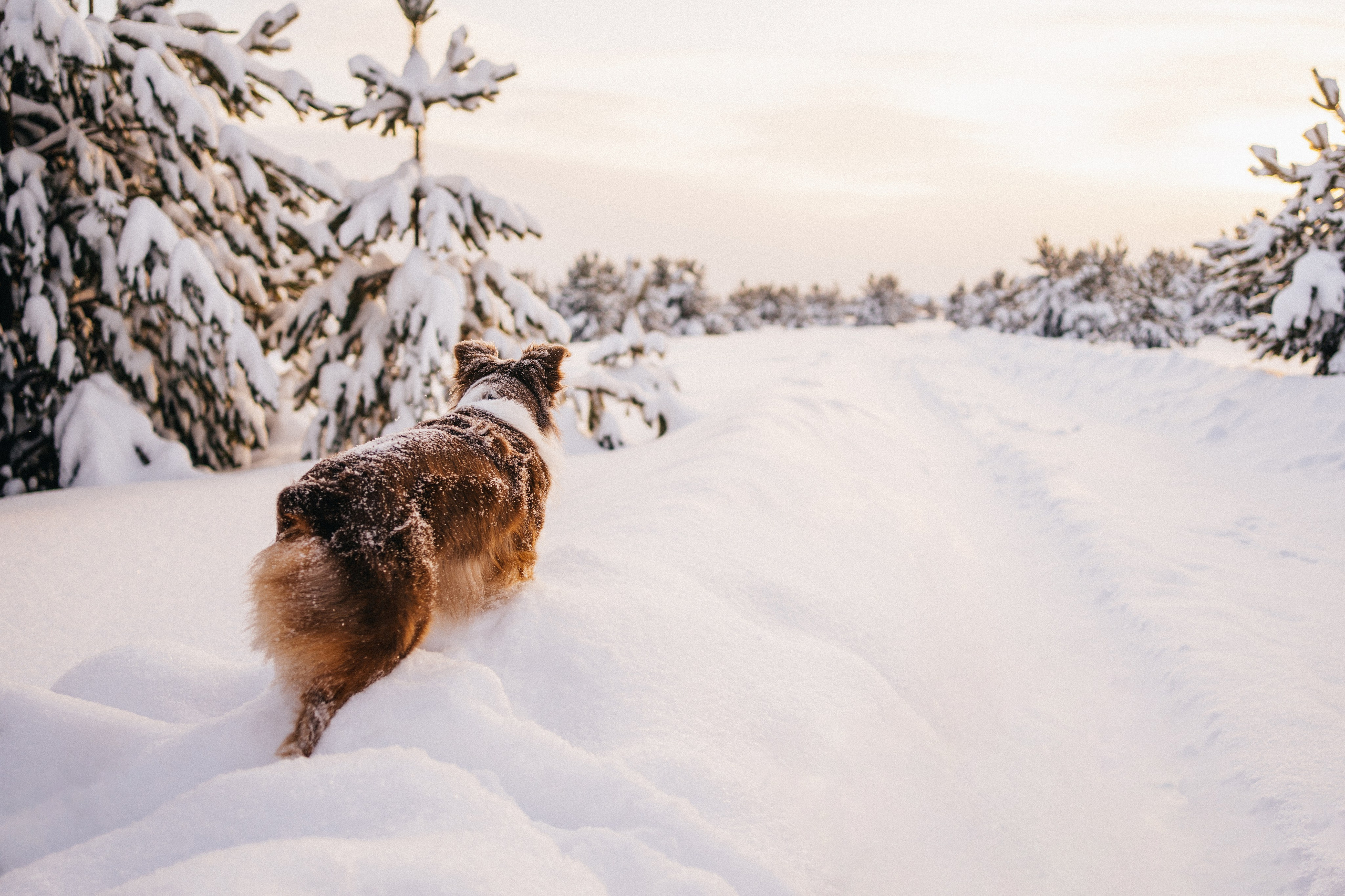 Айла и Харли. Фотограф-анималист Анастасия Большакова