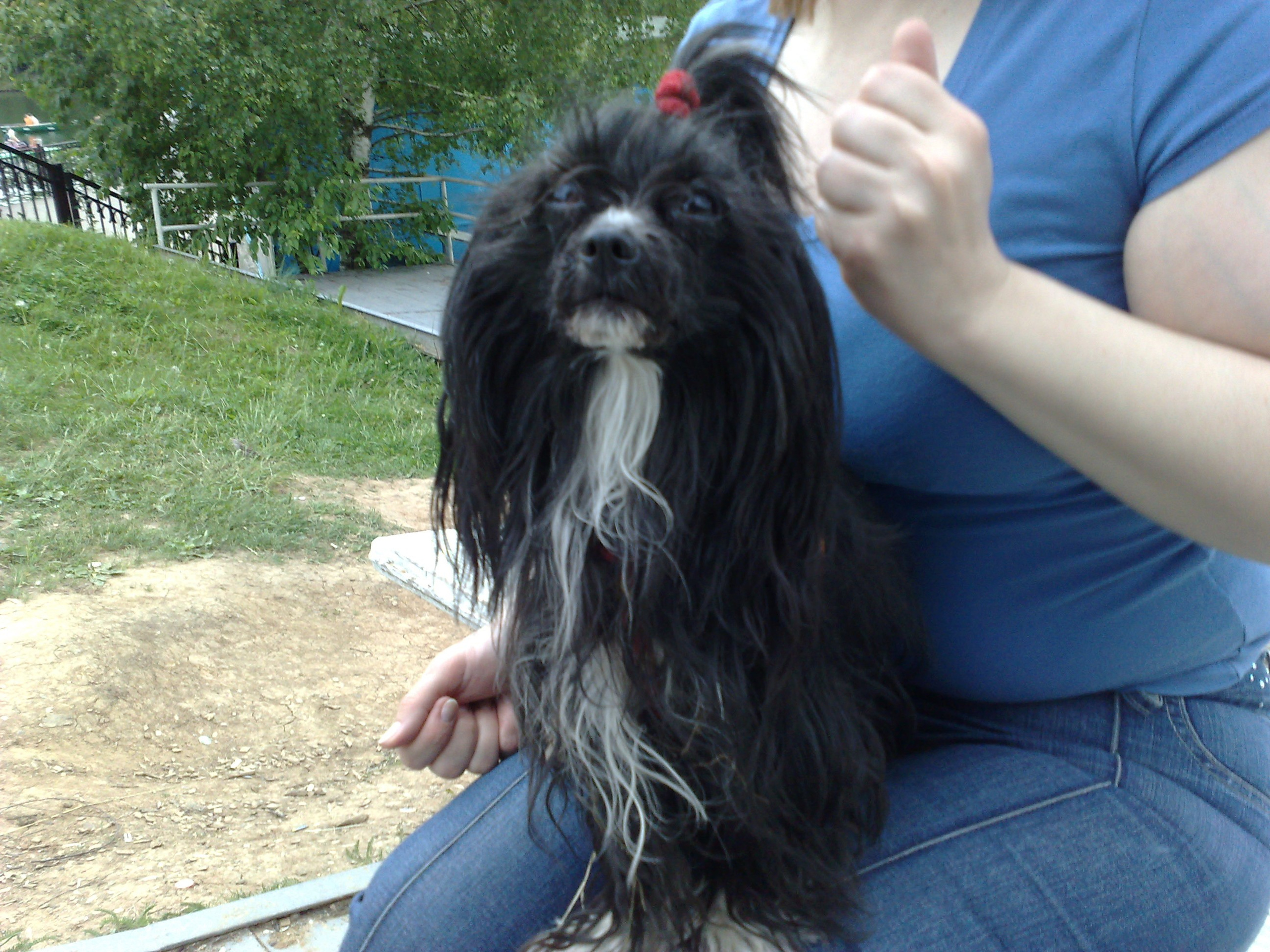 Зося на прогулке. Питомник китайских хохлатых собак Poale Ell: купить щенка в питомнике