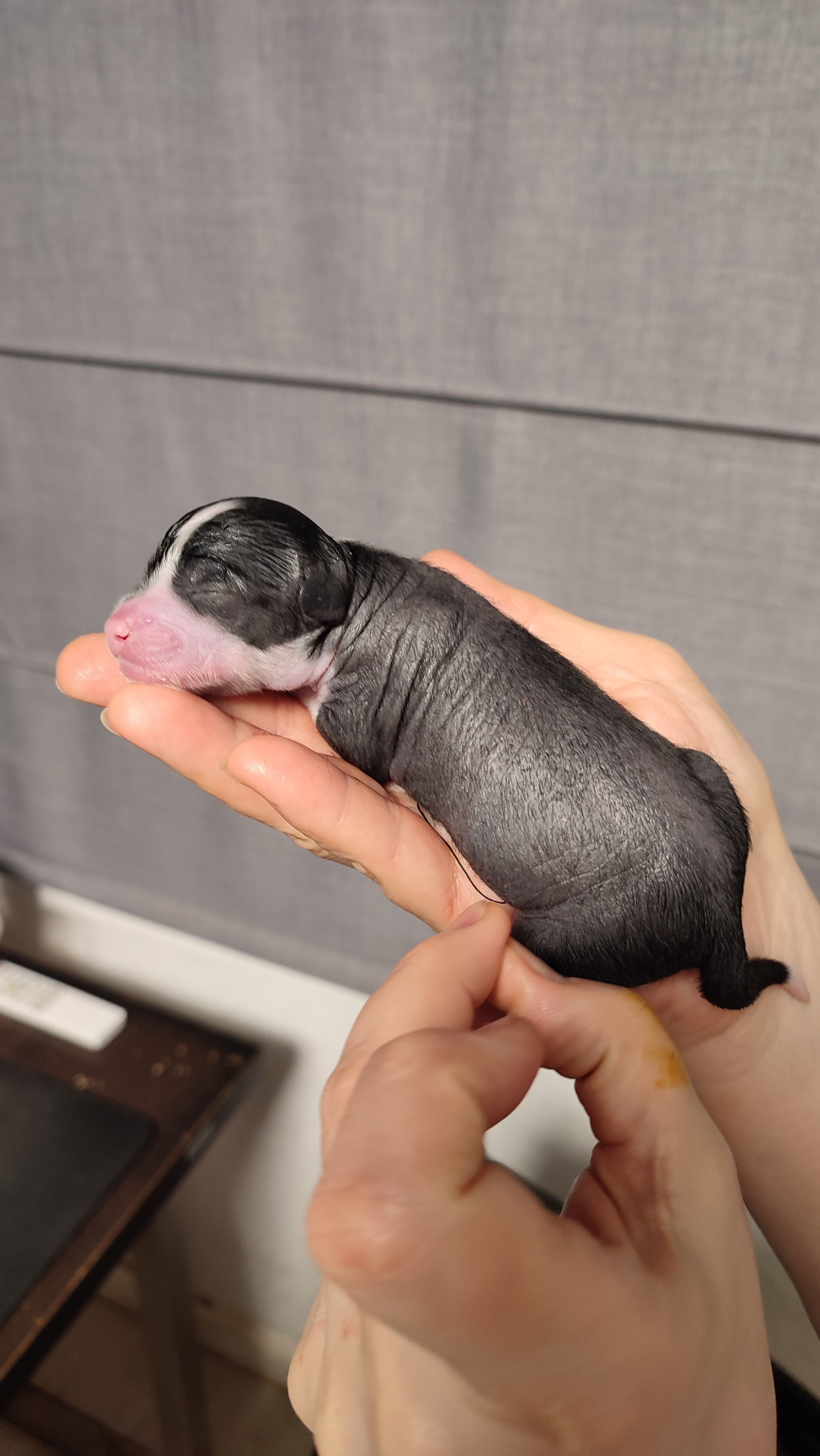 D4 День Рождения