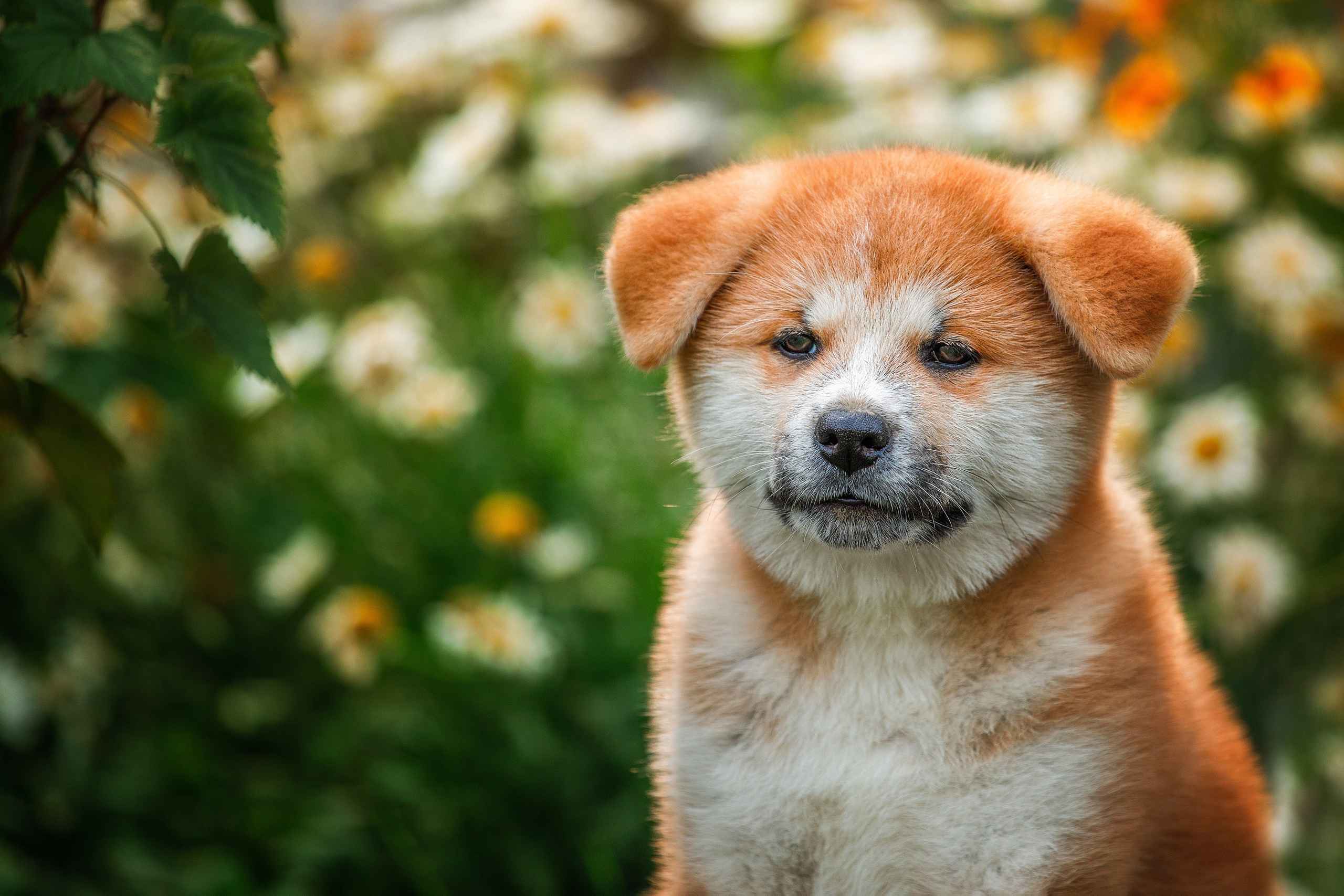 Фотосессия щенков. Фотограф для Вашей собаки
