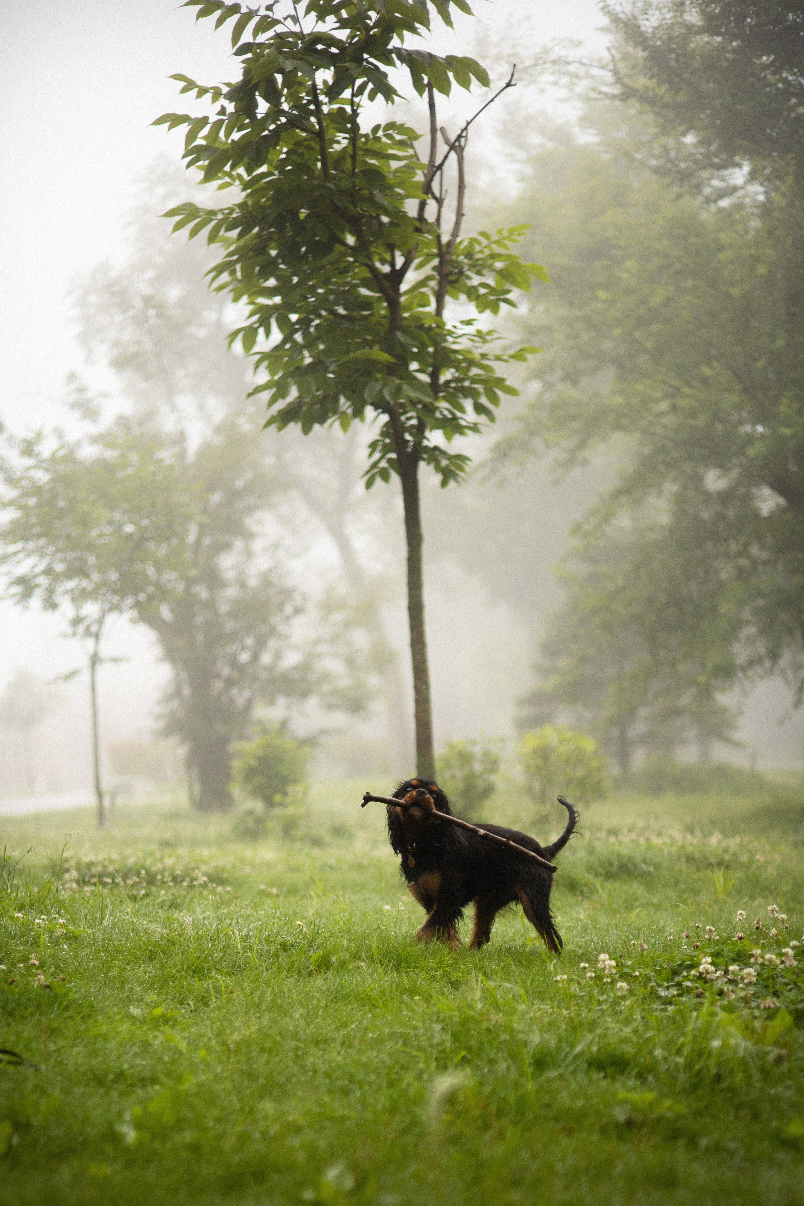 Алёна и Каспер. Фотограф — анималист Владивосток, Алина