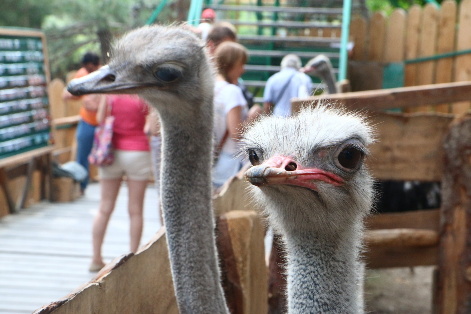 Геленджик 2016 г. Улица, люди, жизнь…