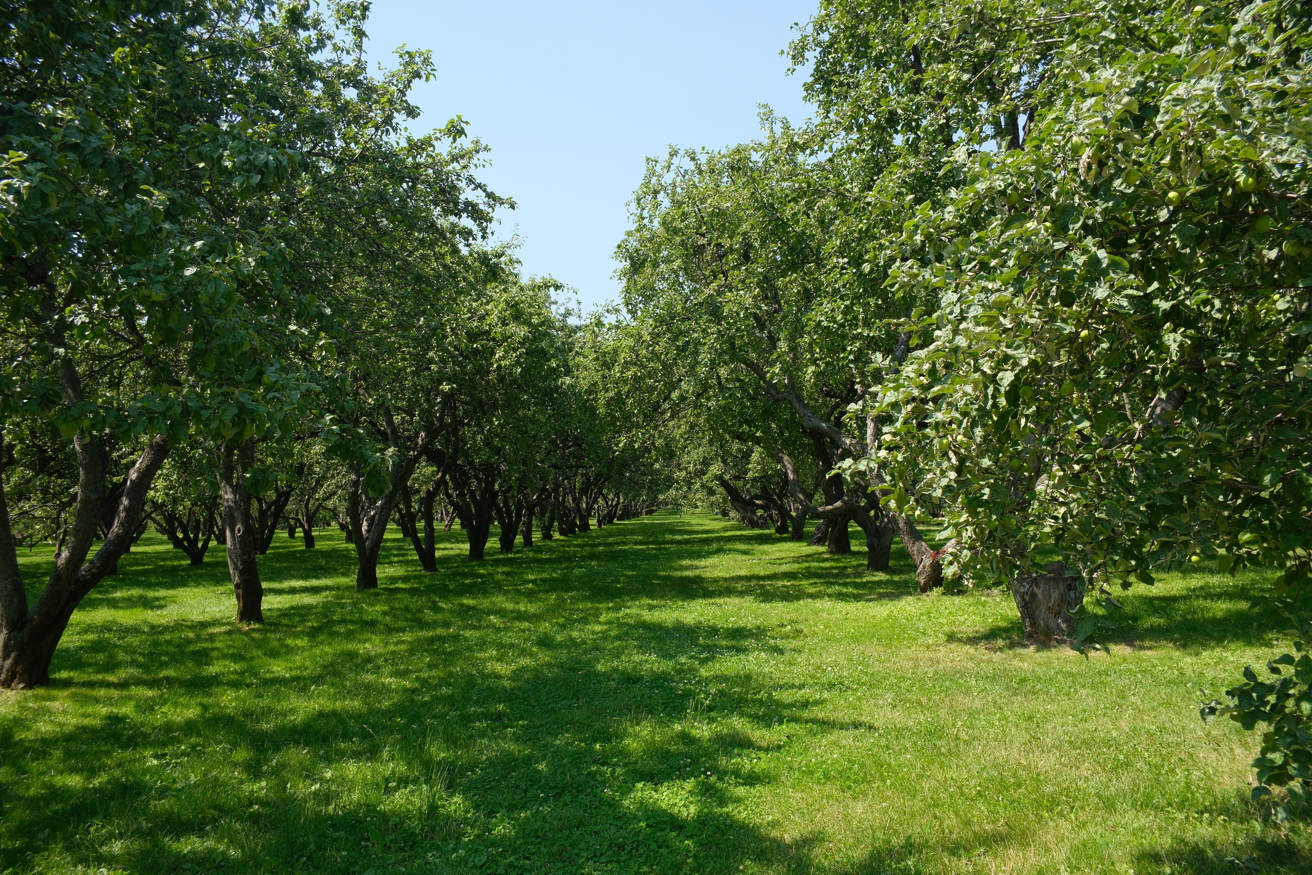 В Коломенском 07.07.2025. Улица, люди, жизнь…
