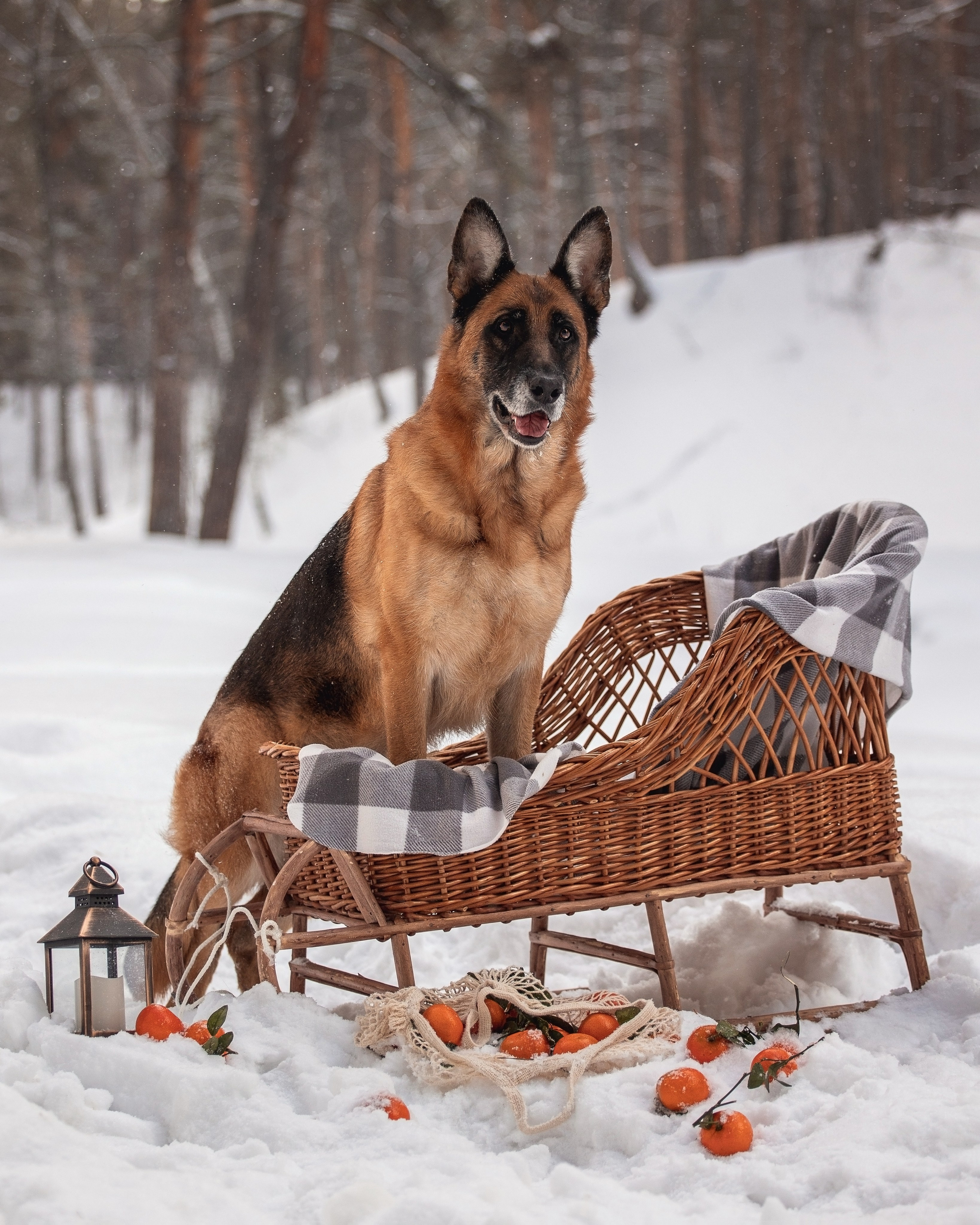 Полина и Фора. YULA KOLESOVA | Фотограф — Анималист | Художник | Тюмень