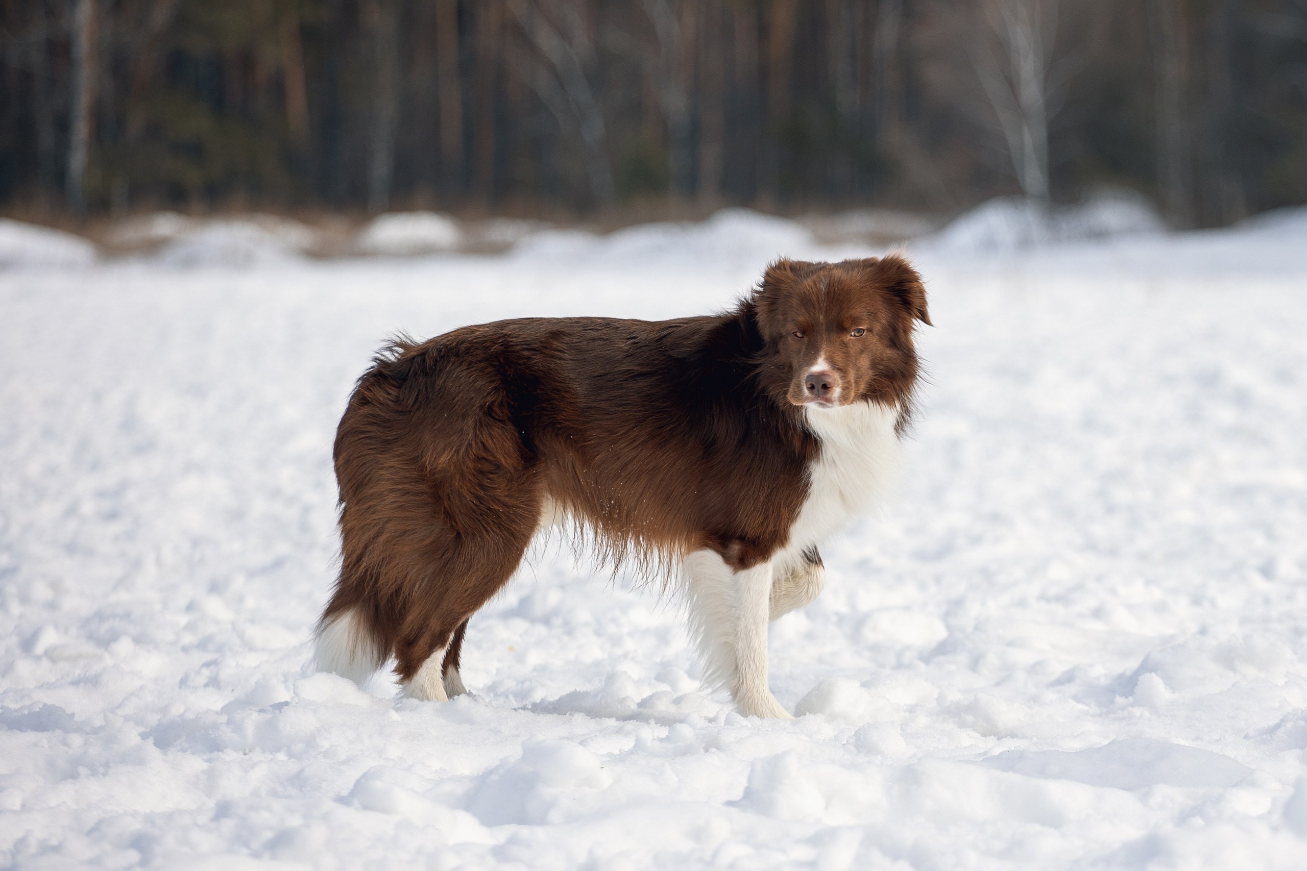 В погоне за снежком…. YULA KOLESOVA | Фотограф — Анималист | Художник | Тюмень