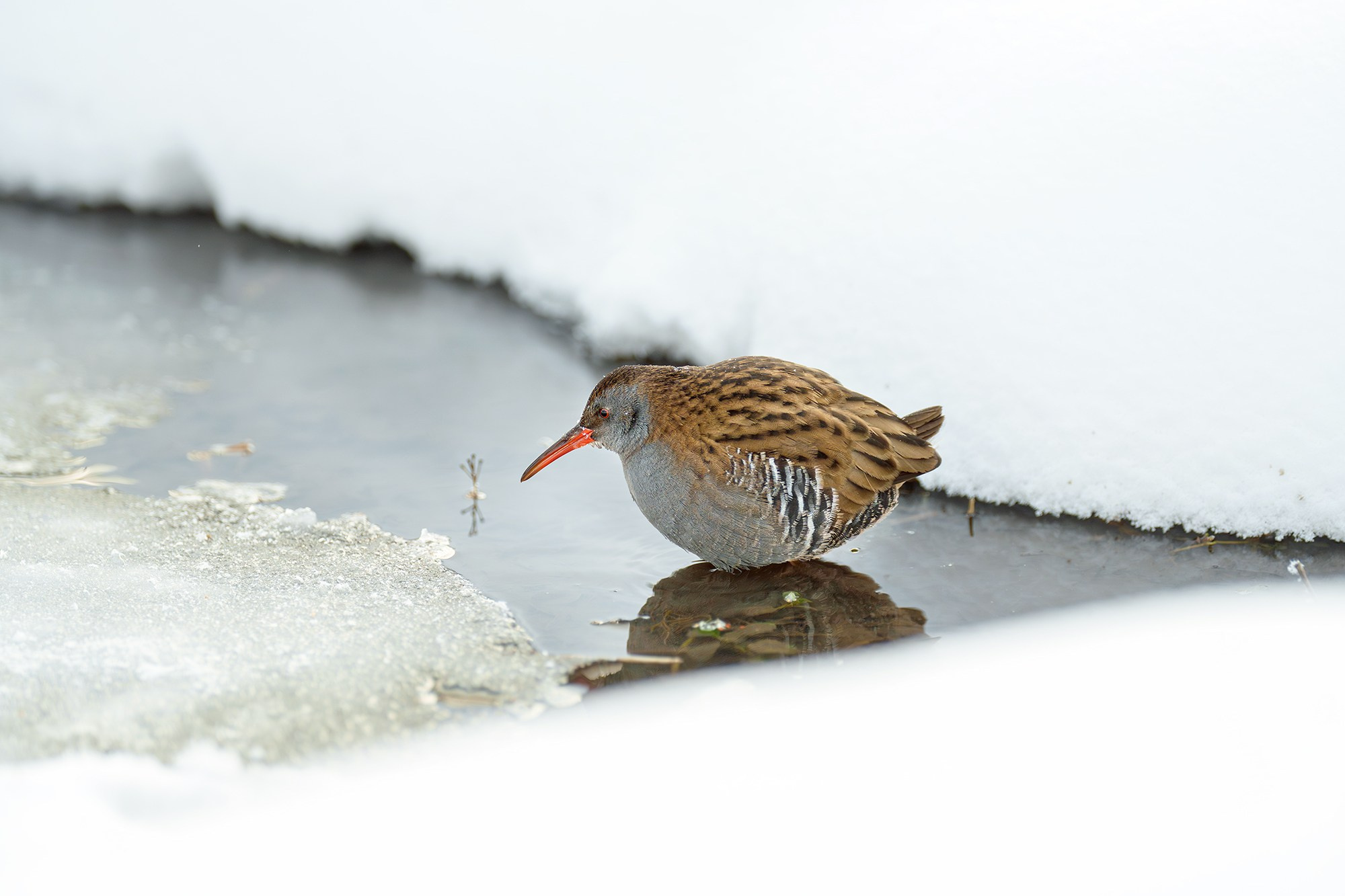 Удивительные мир птиц. Вокруг нас столько прекрасного — присмотритесь!. Ваш личный фотограф Марина Волкова