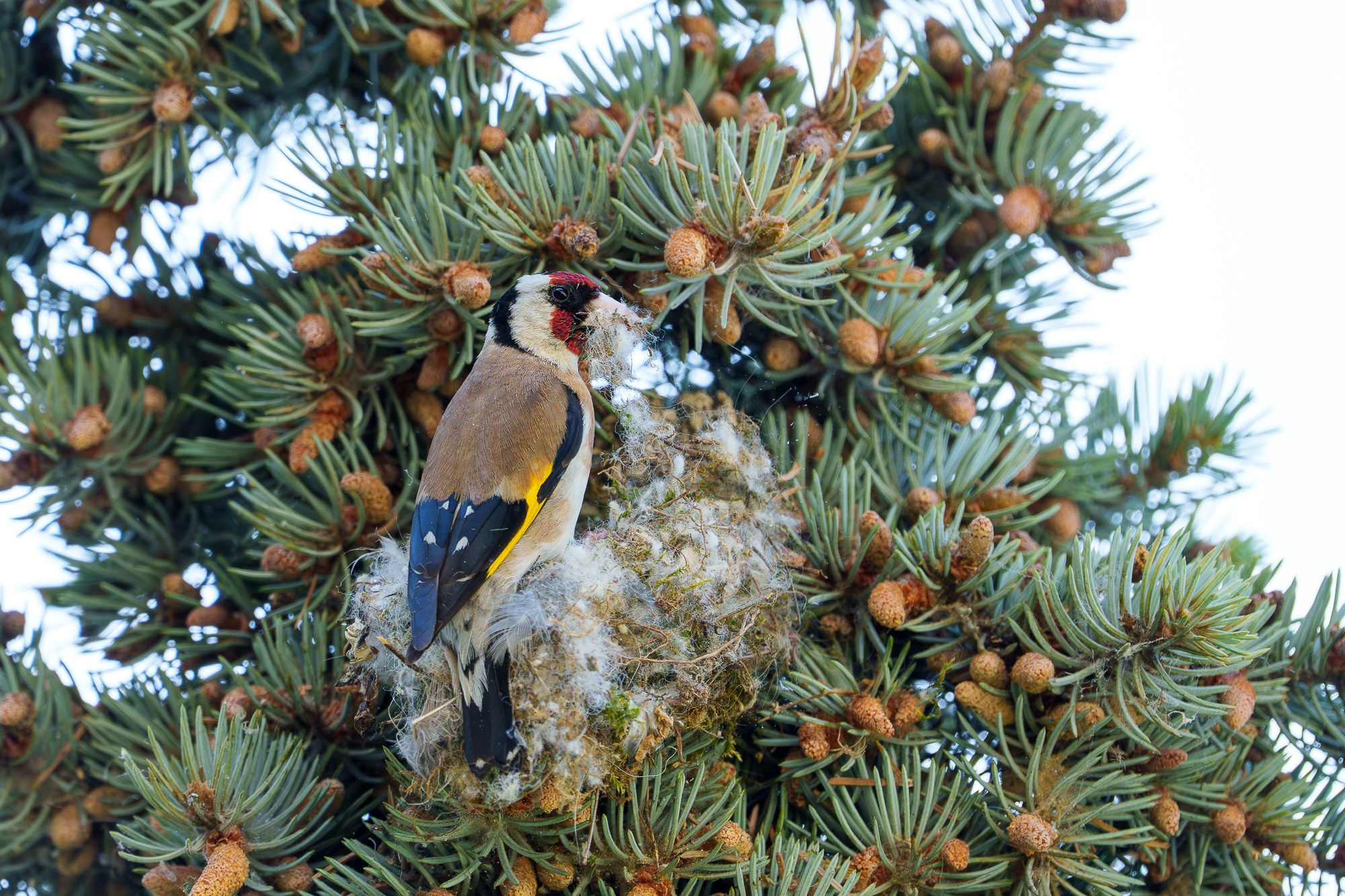 Удивительные мир птиц. Вокруг нас столько прекрасного — присмотритесь!. Ваш личный фотограф Марина Волкова