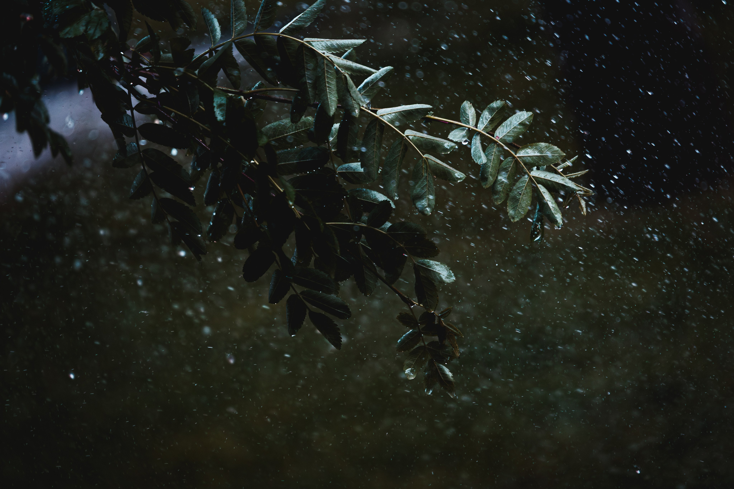 Природа. Фотограф в Ростове-на-Дону Ника Обида