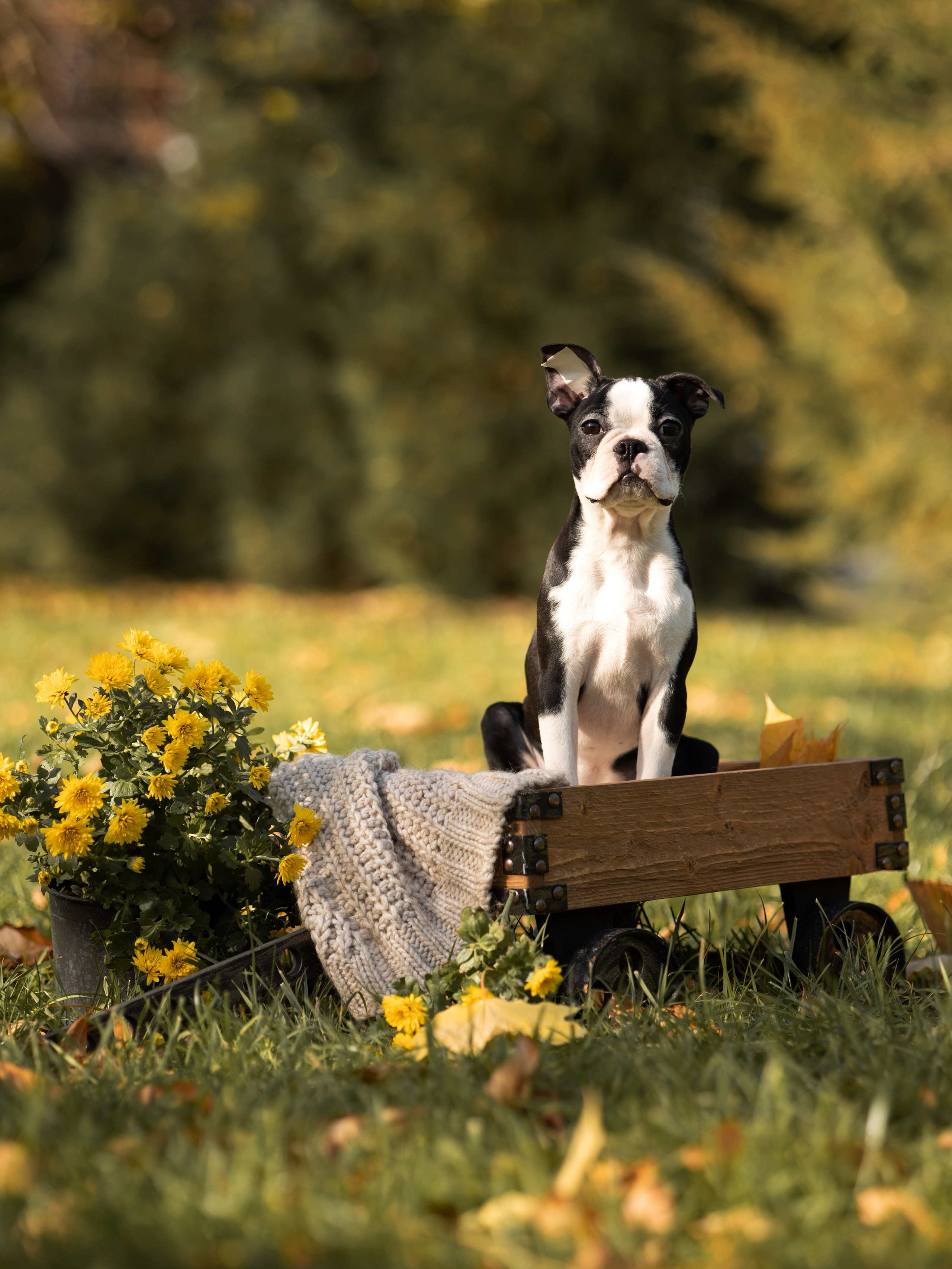 Щенки бостики. Главная