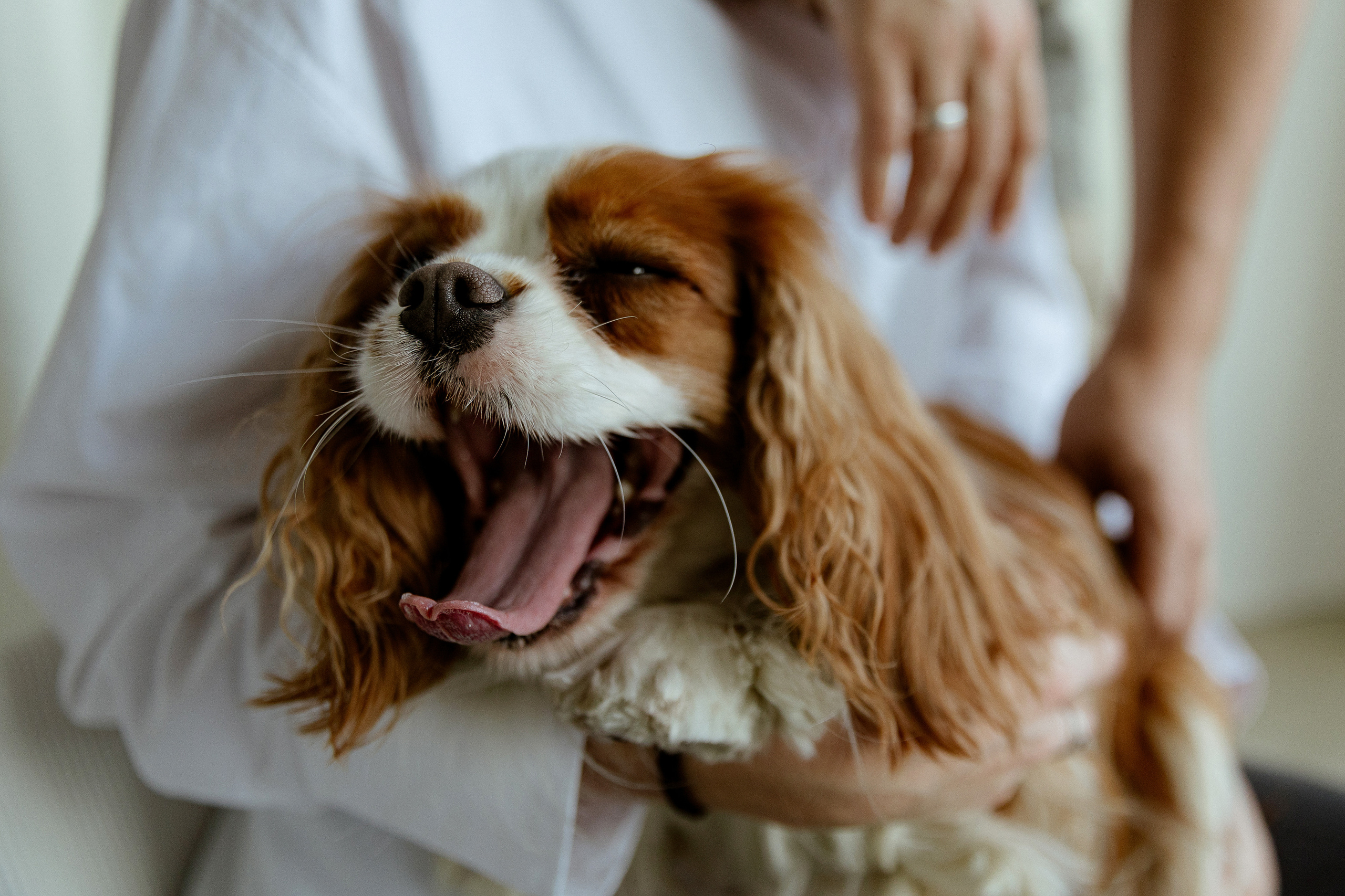 ALINA | TOLYA | FLORA. Anna Fridenberg | wedding photographer