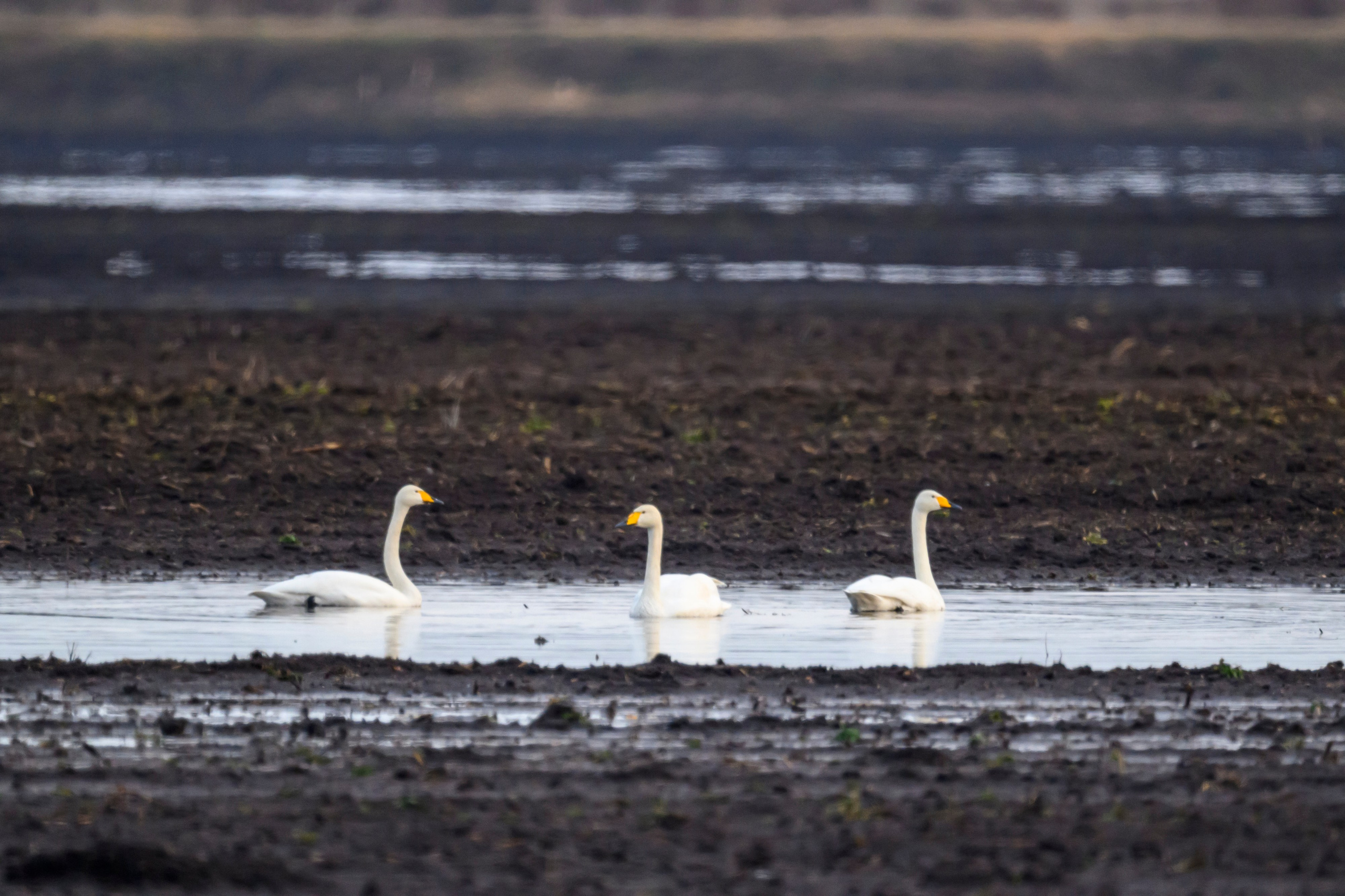 Гуси-лебеди. Фотограф Сергей Пупонин