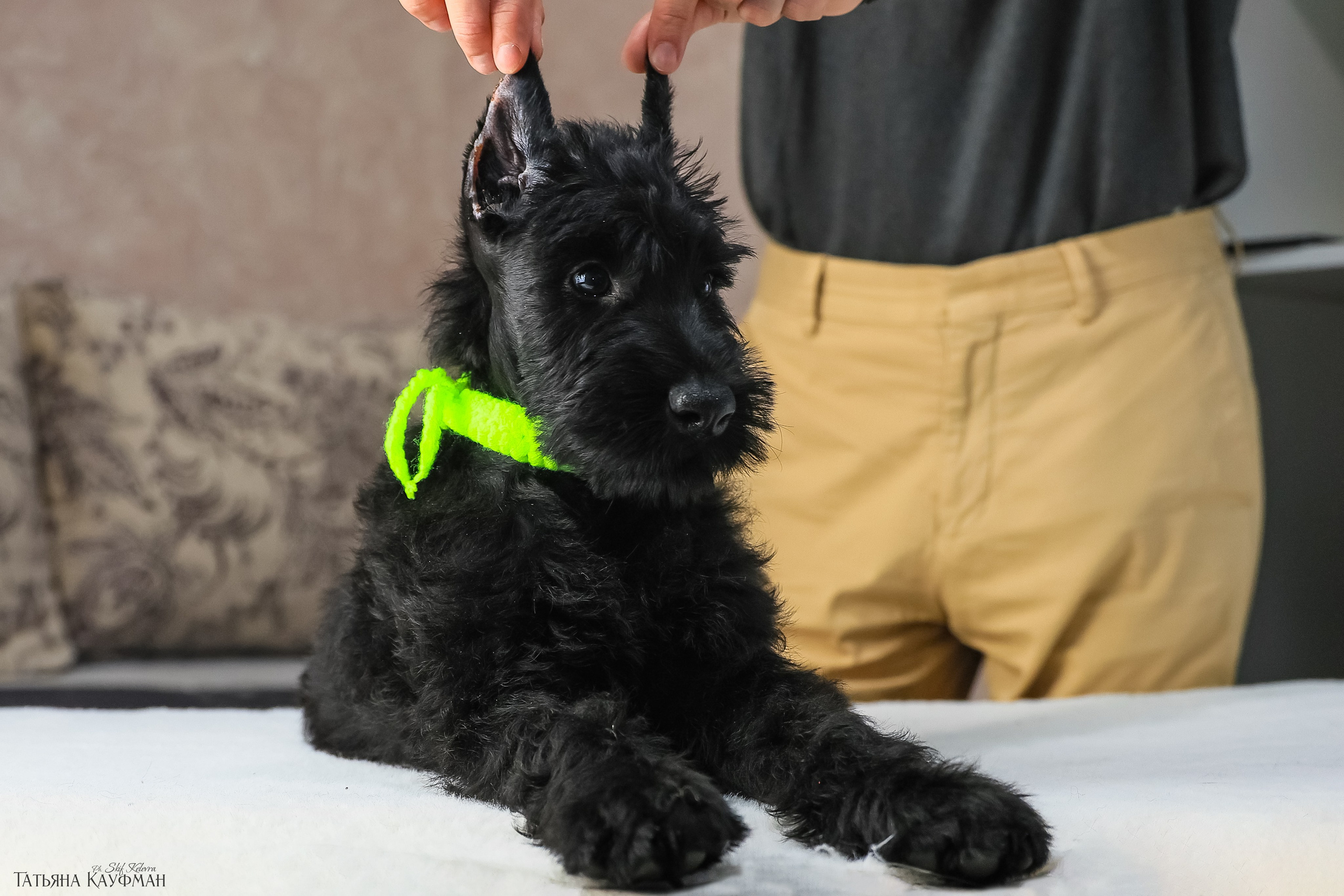 Ризеншнауцеры 2 месяца. Фотограф Анималист из Новосибирска Татьяна Кауфман