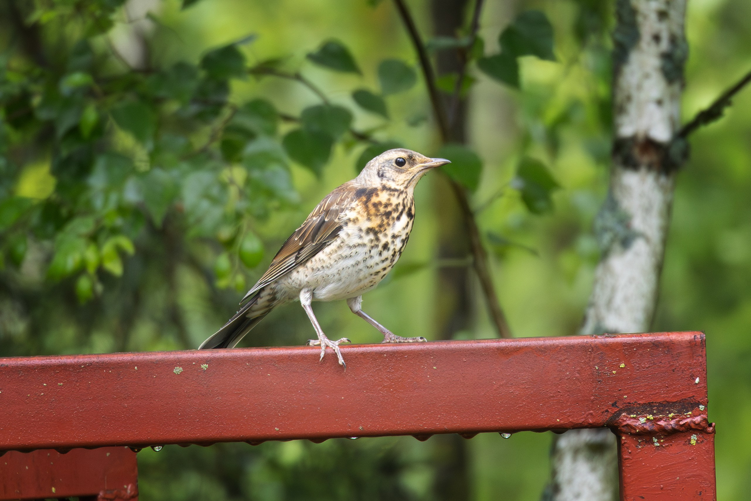 Птицы СНТ «Подлесье». Птицы парков г. Люберцы