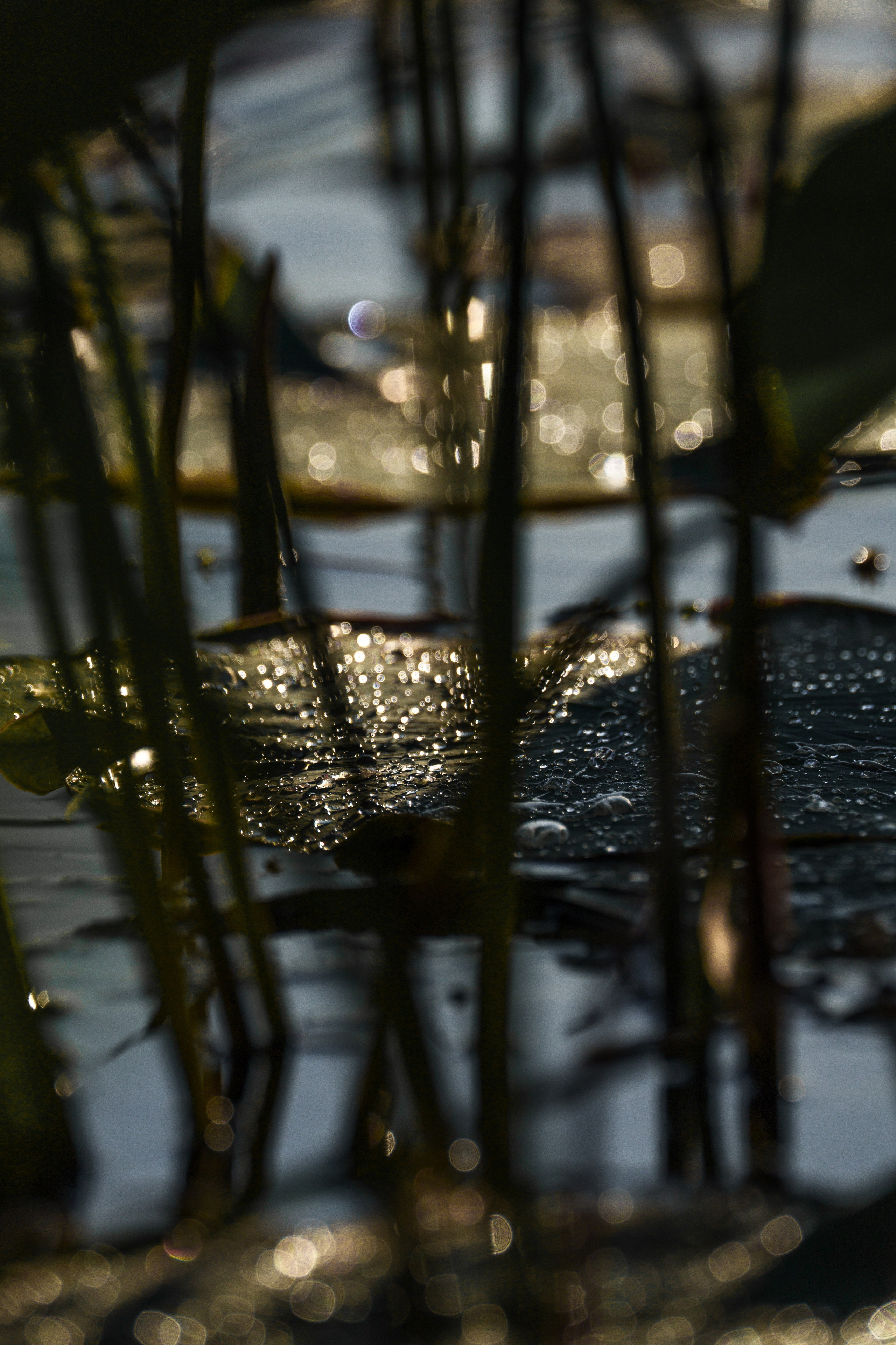 Золотые лотосы. Июль