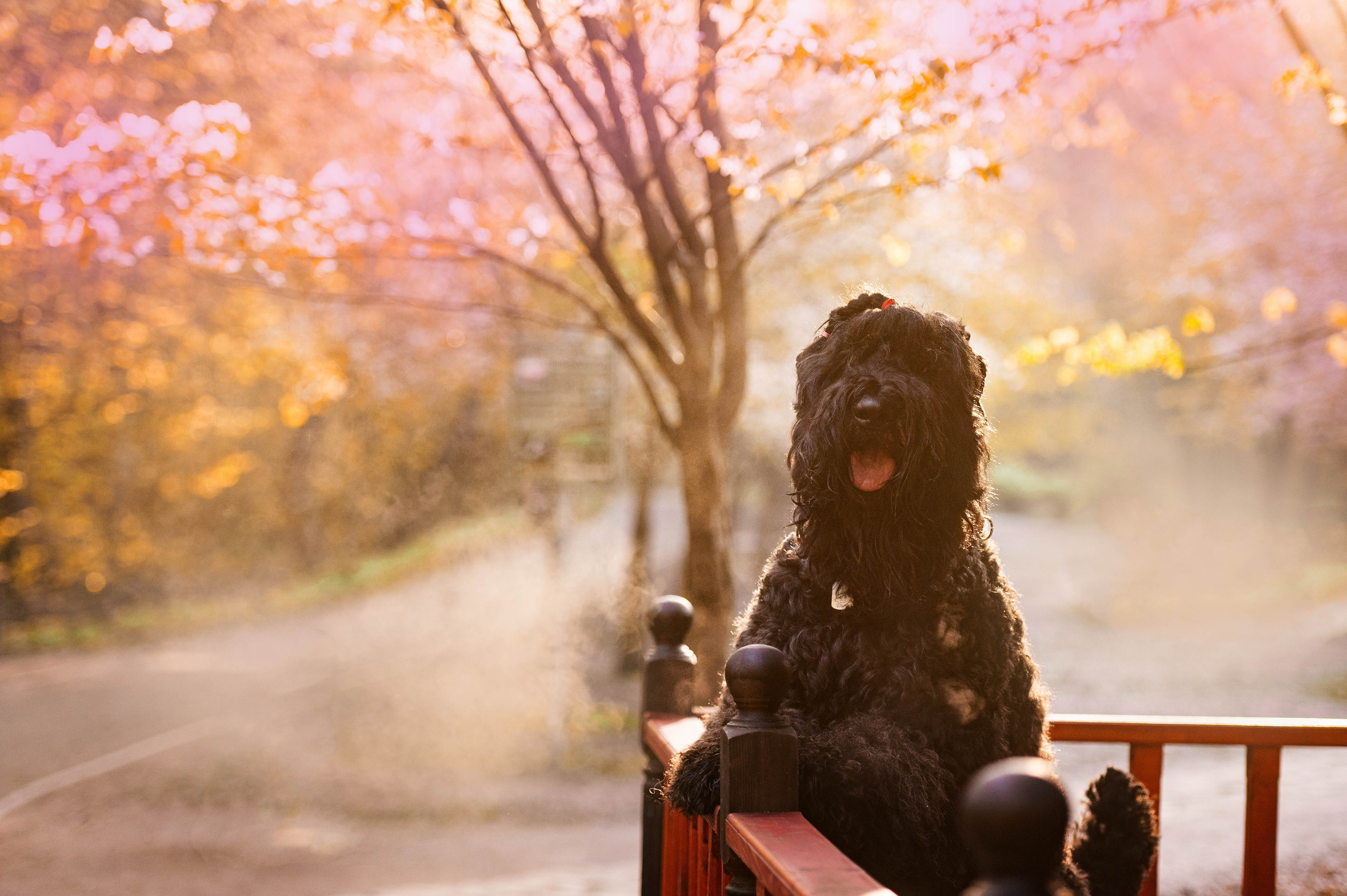 Черныши, сакура и краски холи. Фотограф-анималист
