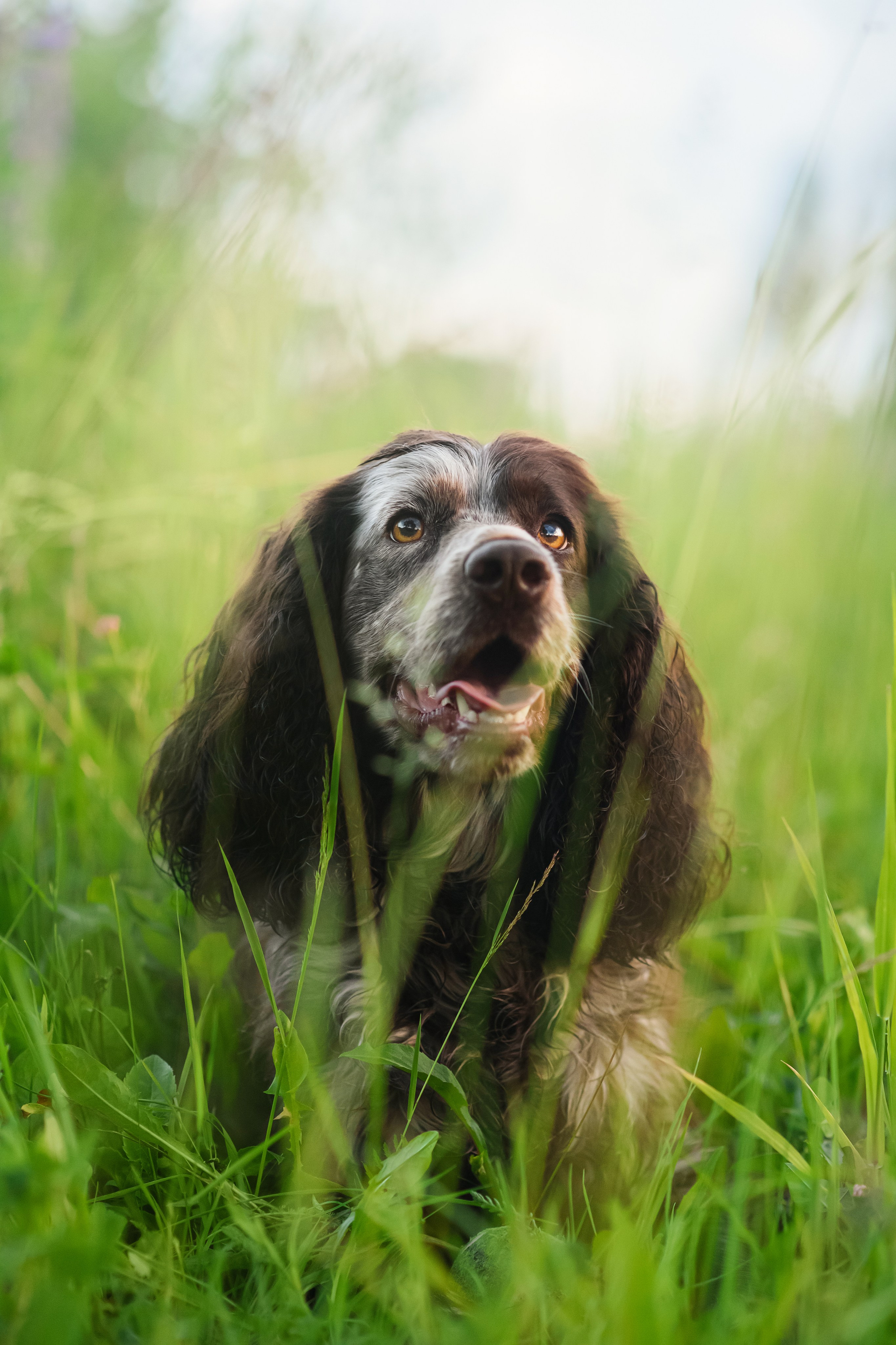 Света и Рей — 09.06.2024. Фотограф — Анималист | Анна Абрамова