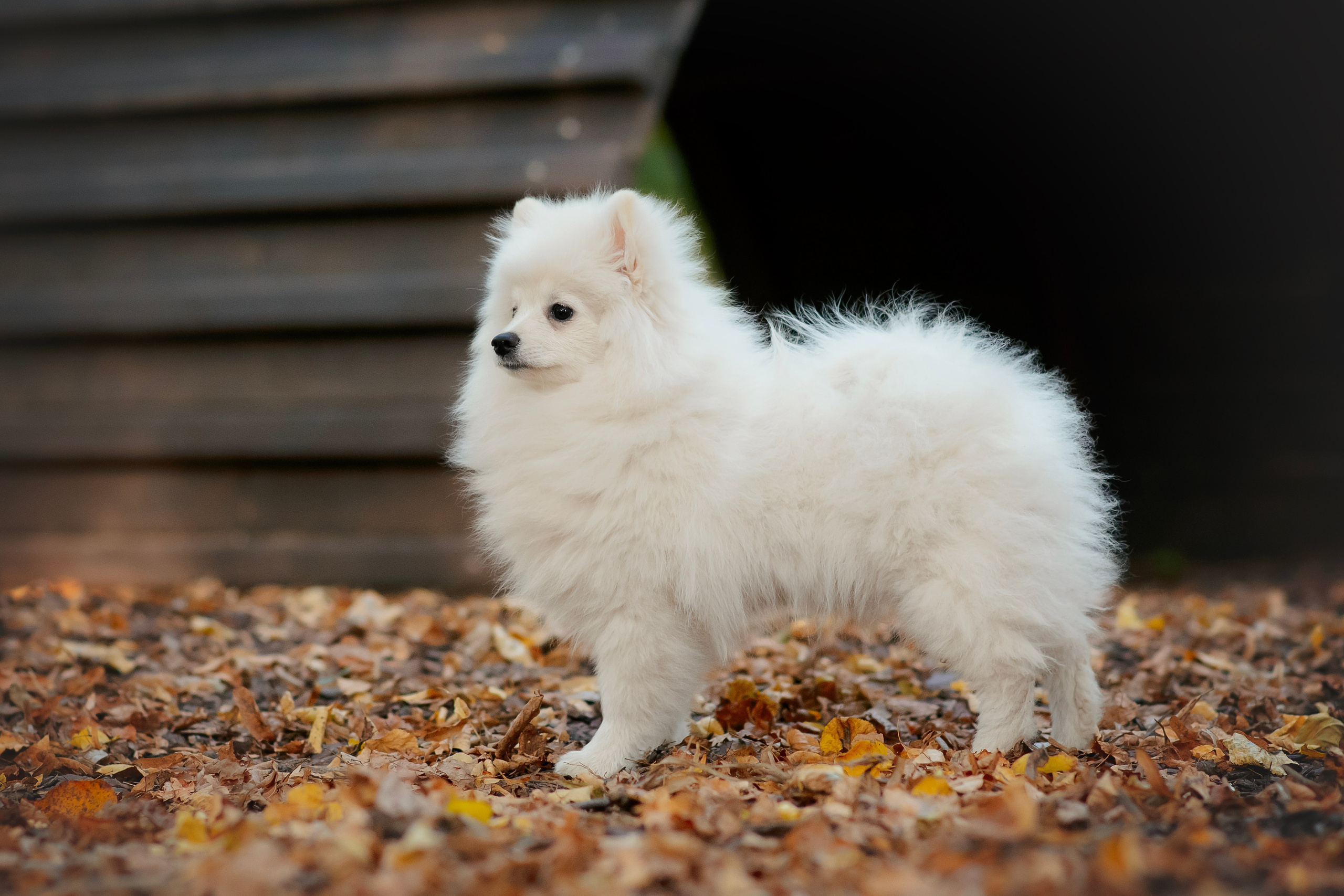 Малый немецкий шпиц — 18.09.2025. Фотограф — Анималист | Анна Абрамова