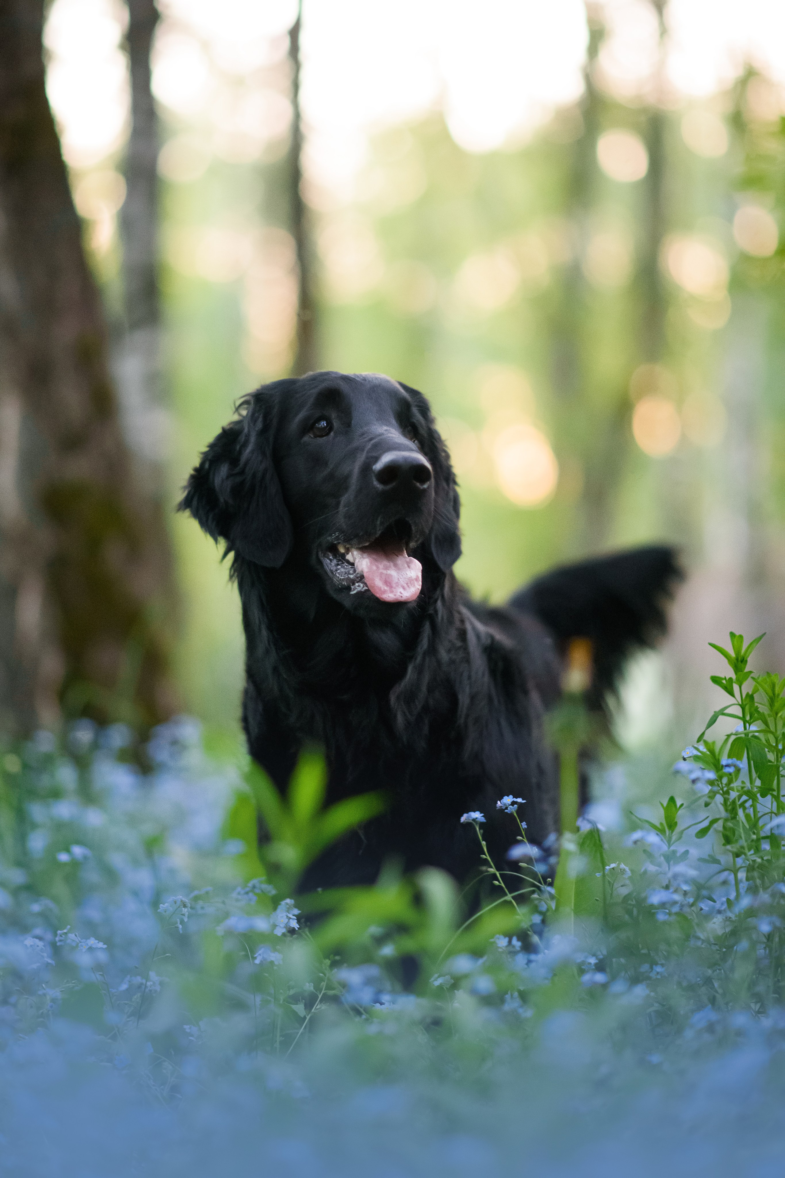 Степа, Йоки и Мята — 29.05.2024. Фотограф — Анималист | Анна Абрамова