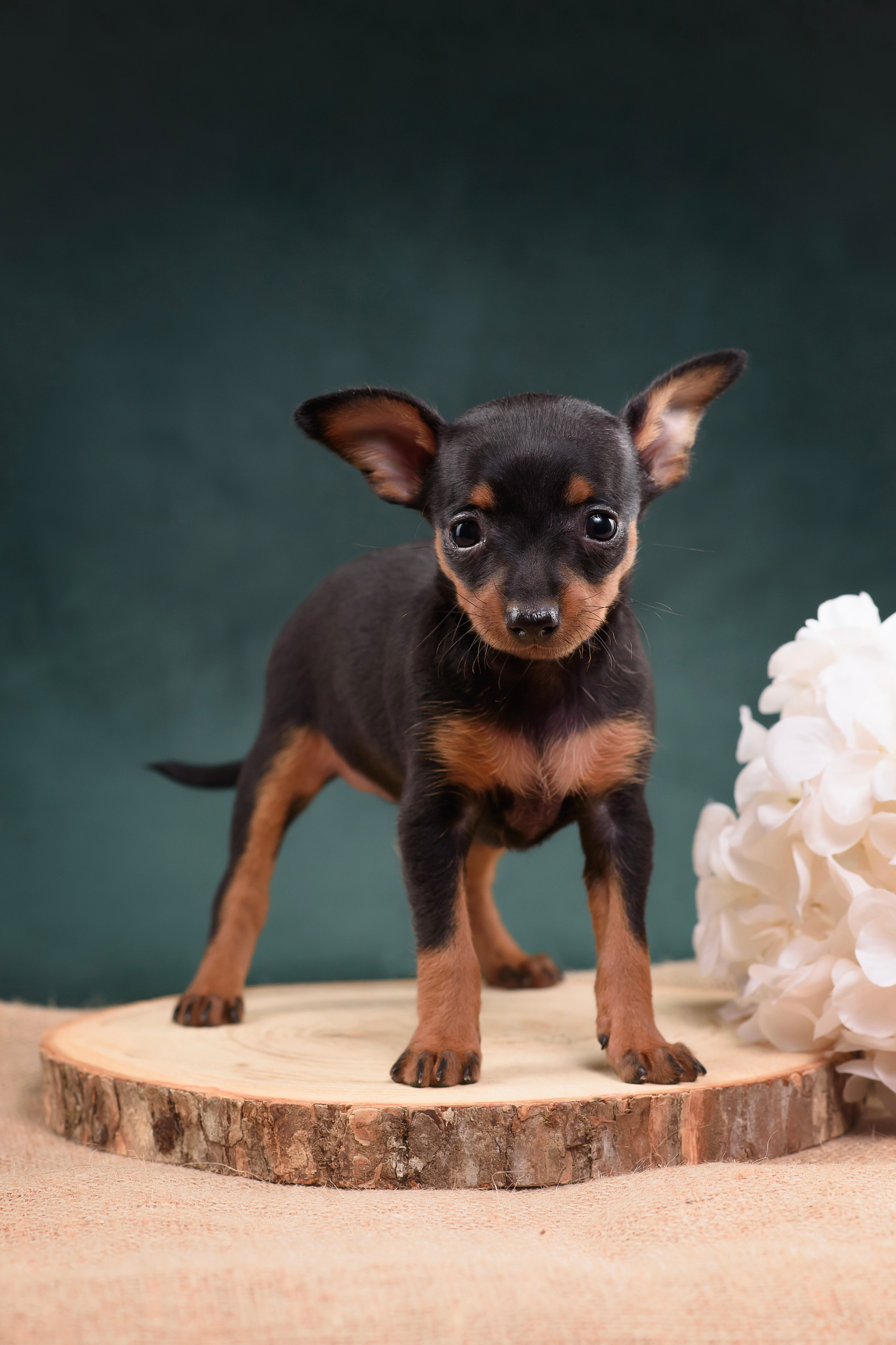 Щенки Пражского крысарика — 19.10.2025. Фотограф — Анималист | Анна Абрамова