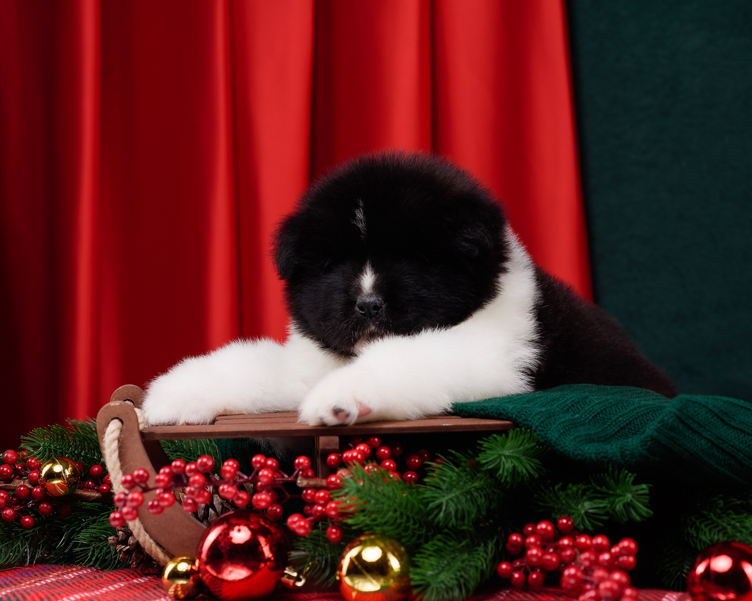 Щенки Американской Акиты. Фотограф — Анималист | Анна Абрамова