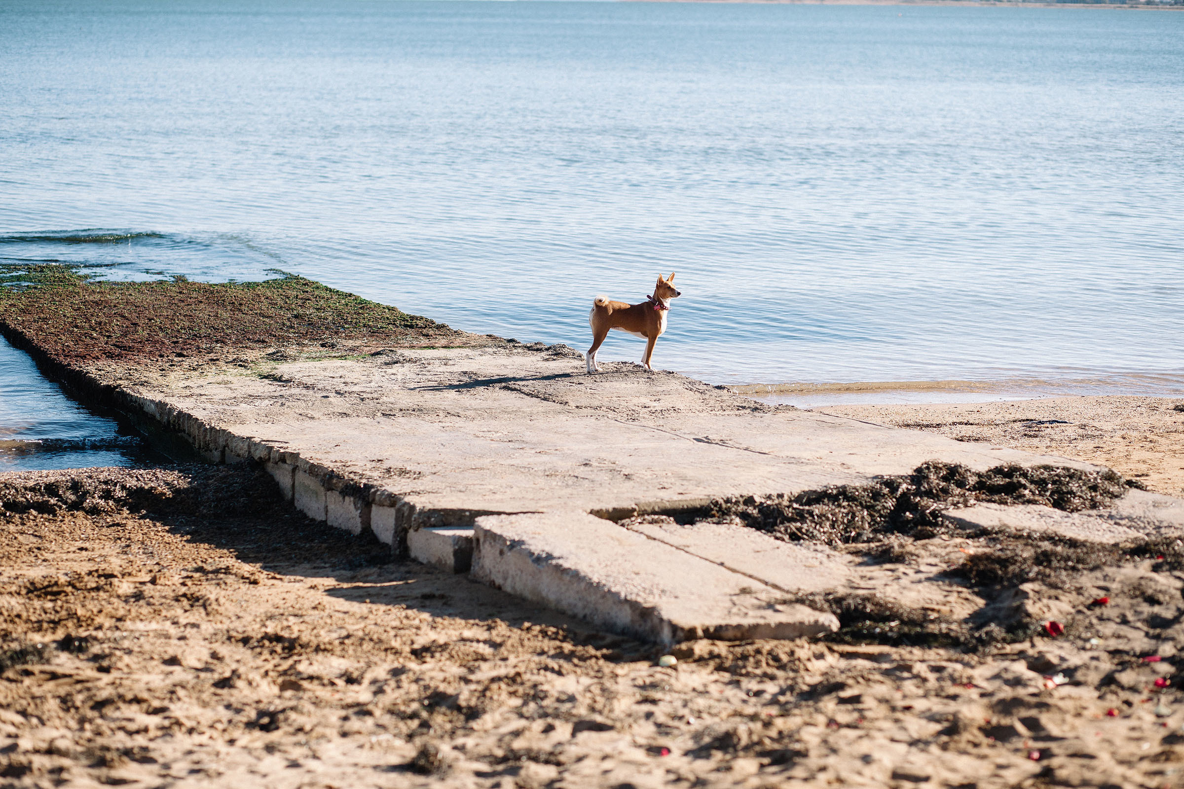 Максим и Алиса. Семейный и свадебный фотограф в Майкопе Михаил Мартиросян