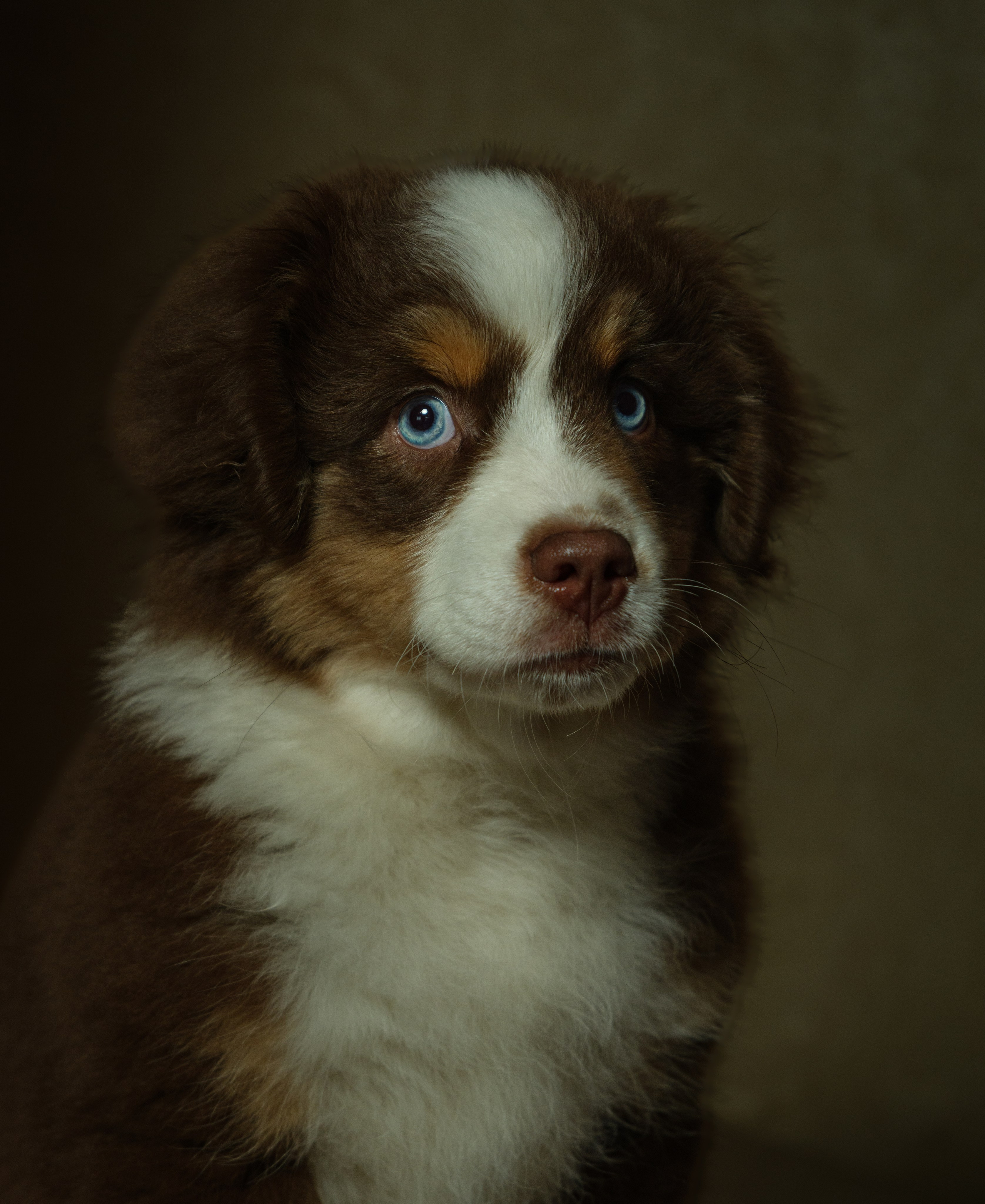 Портреты животных. Арт-фотограф Михаил Danko, г. Новосибирск