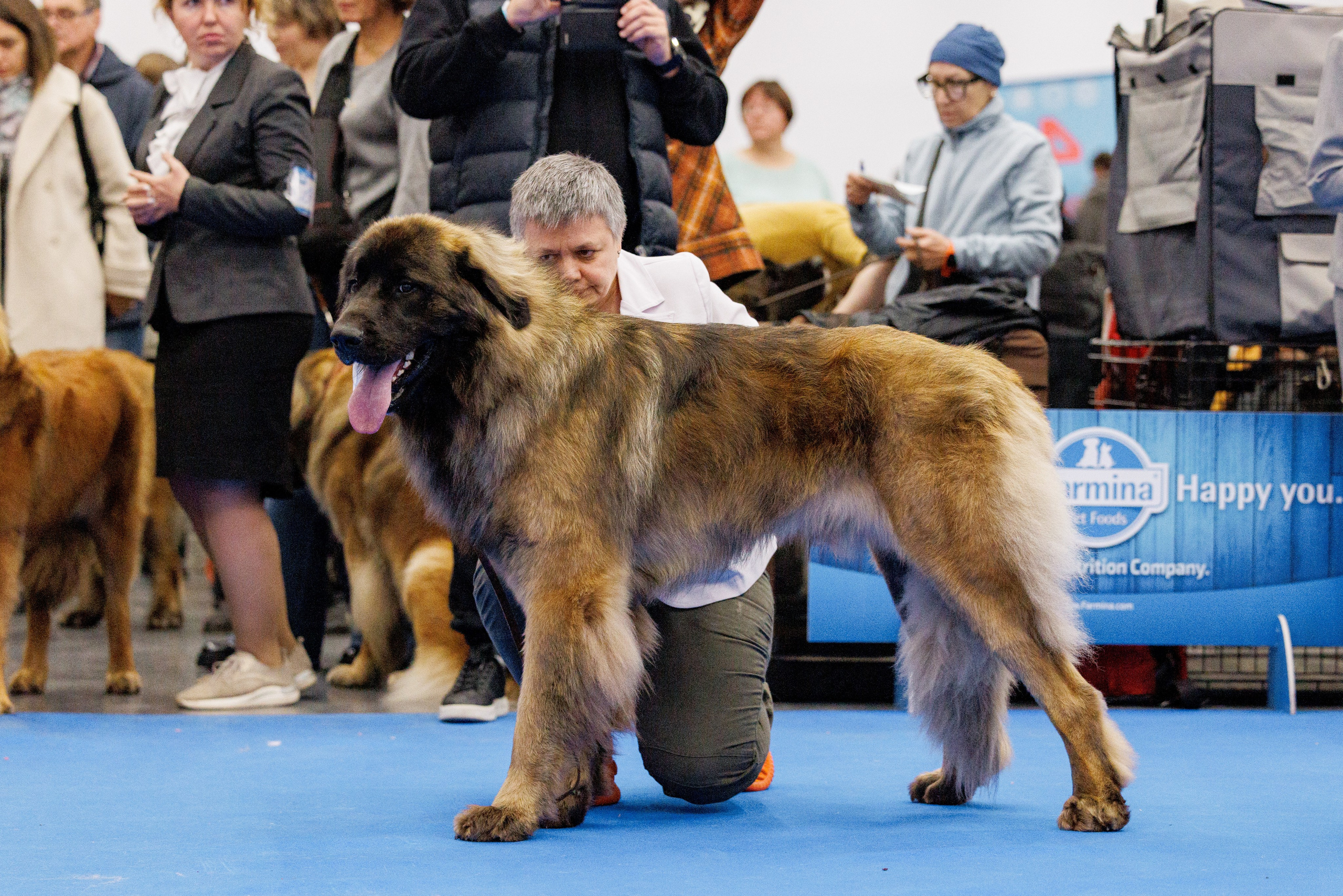 Нижний Новгород 21-22.10.2023. Фотограф-анималист Юлия Германика